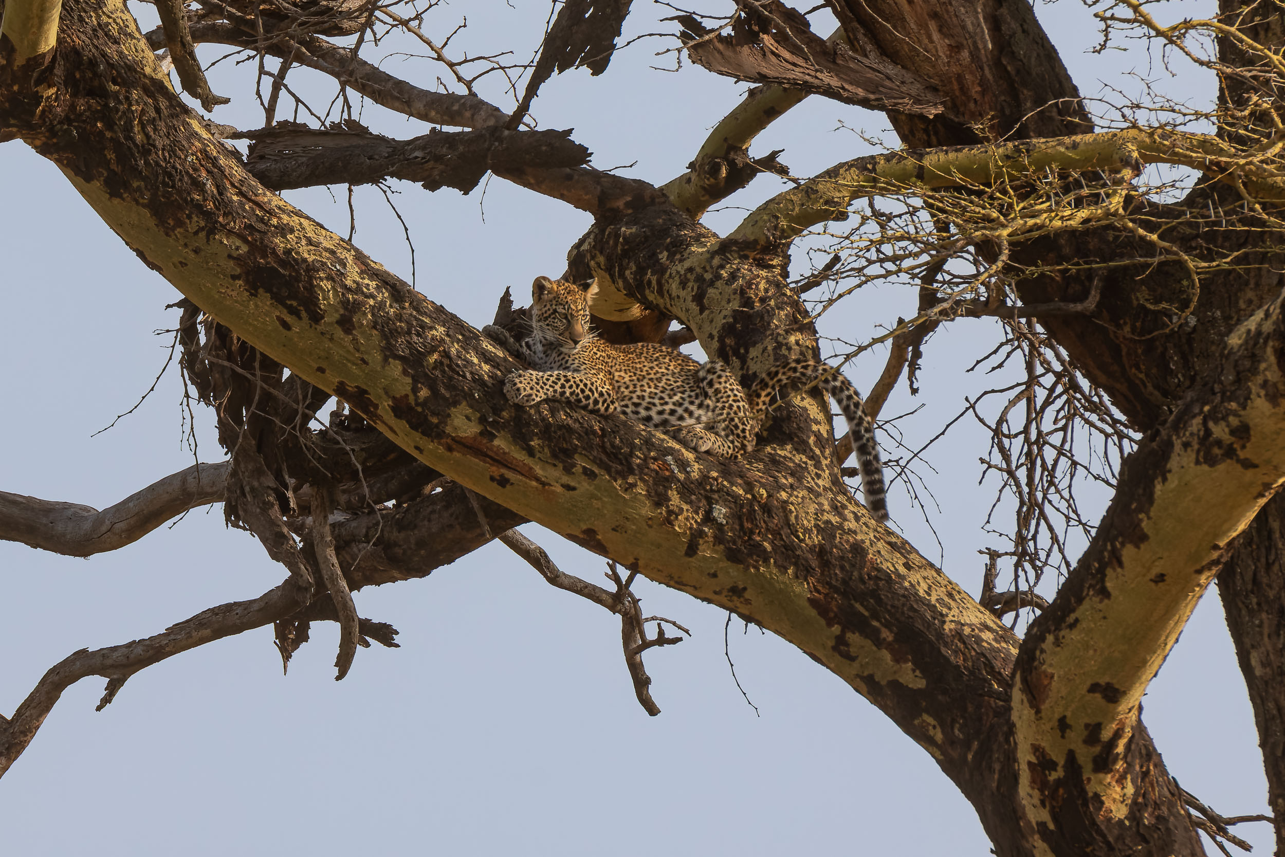 Animals, Highlights, Leopard, Serengeti National Park, Seronera, Tanzania