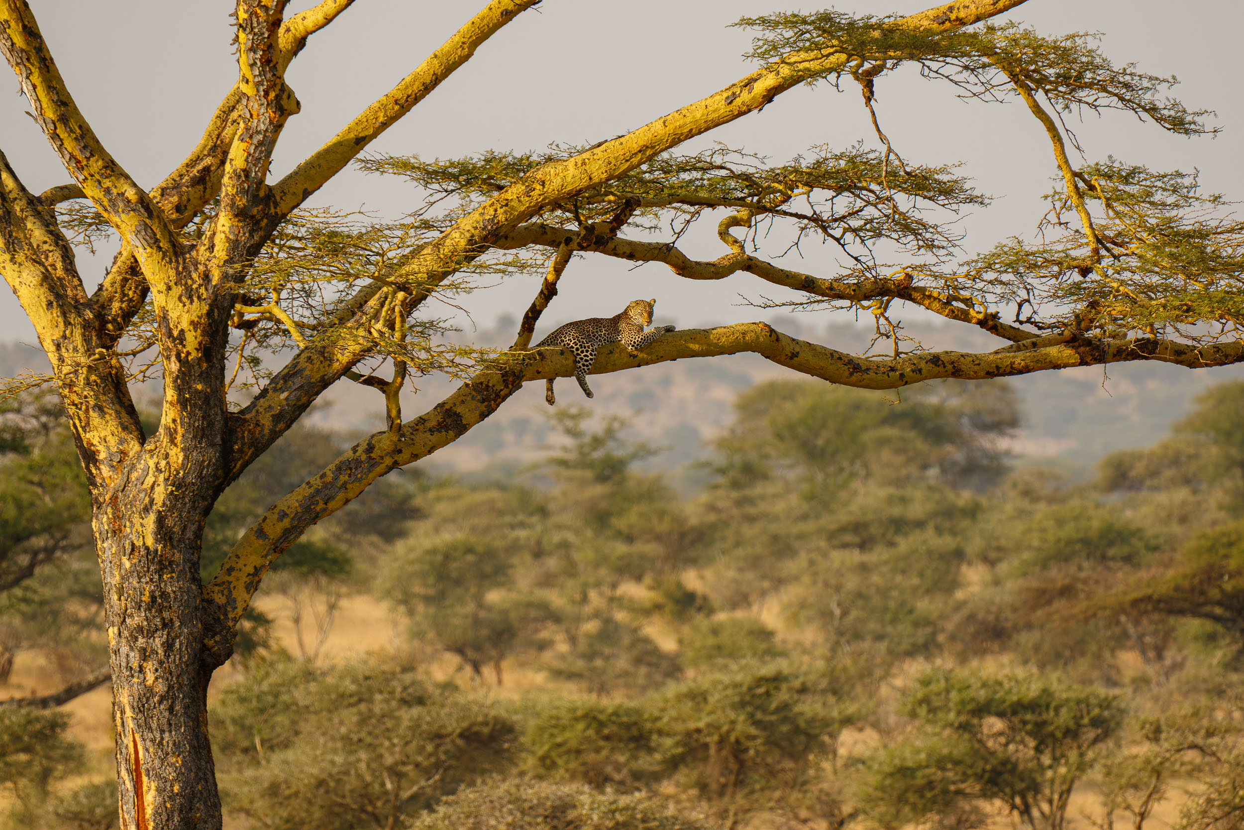 Animals, Highlights, Leopard, Serengeti National Park, Seronera, Tanzania