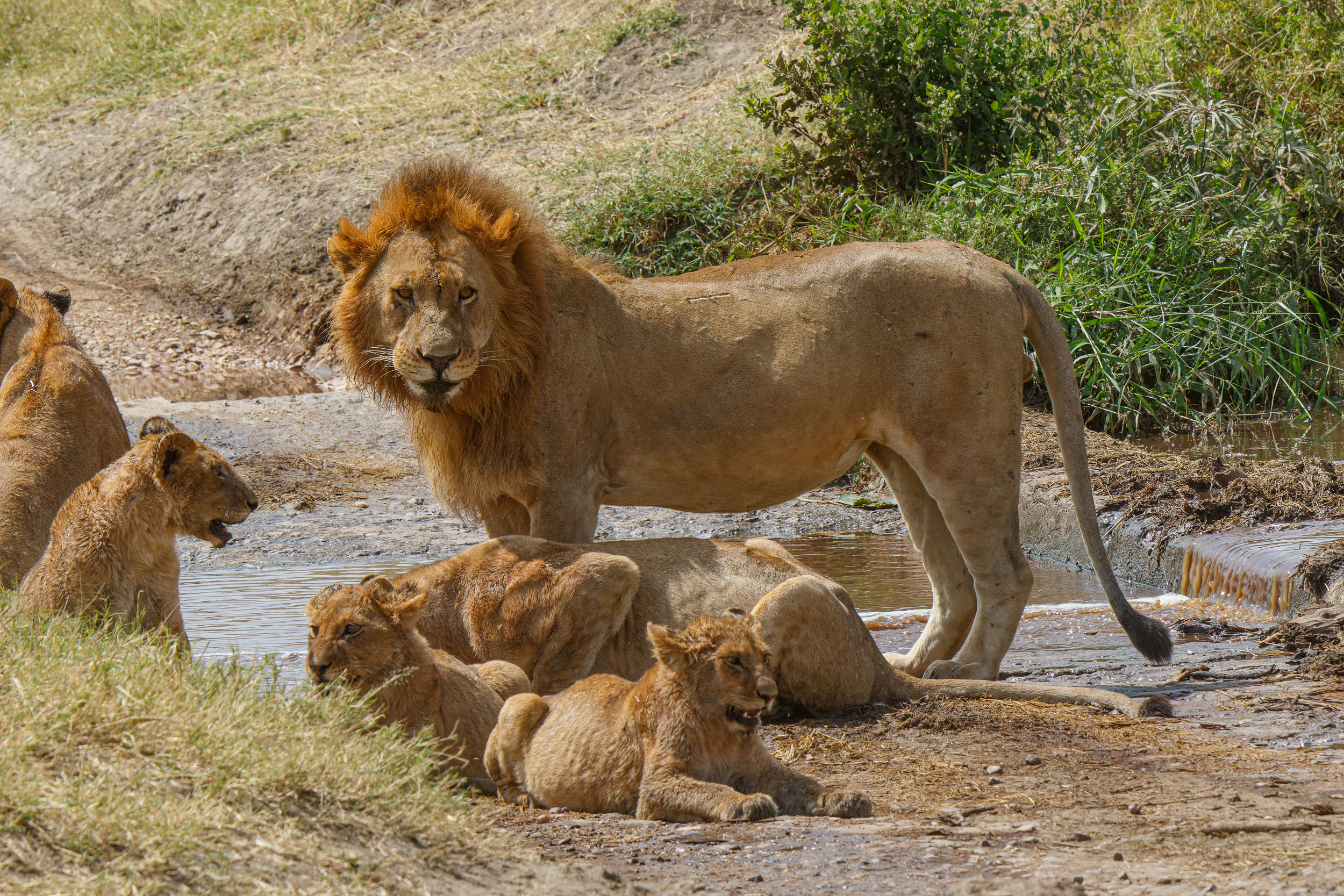 Highlights, Lion, Serengeti National Park, Seronera, Tanzania