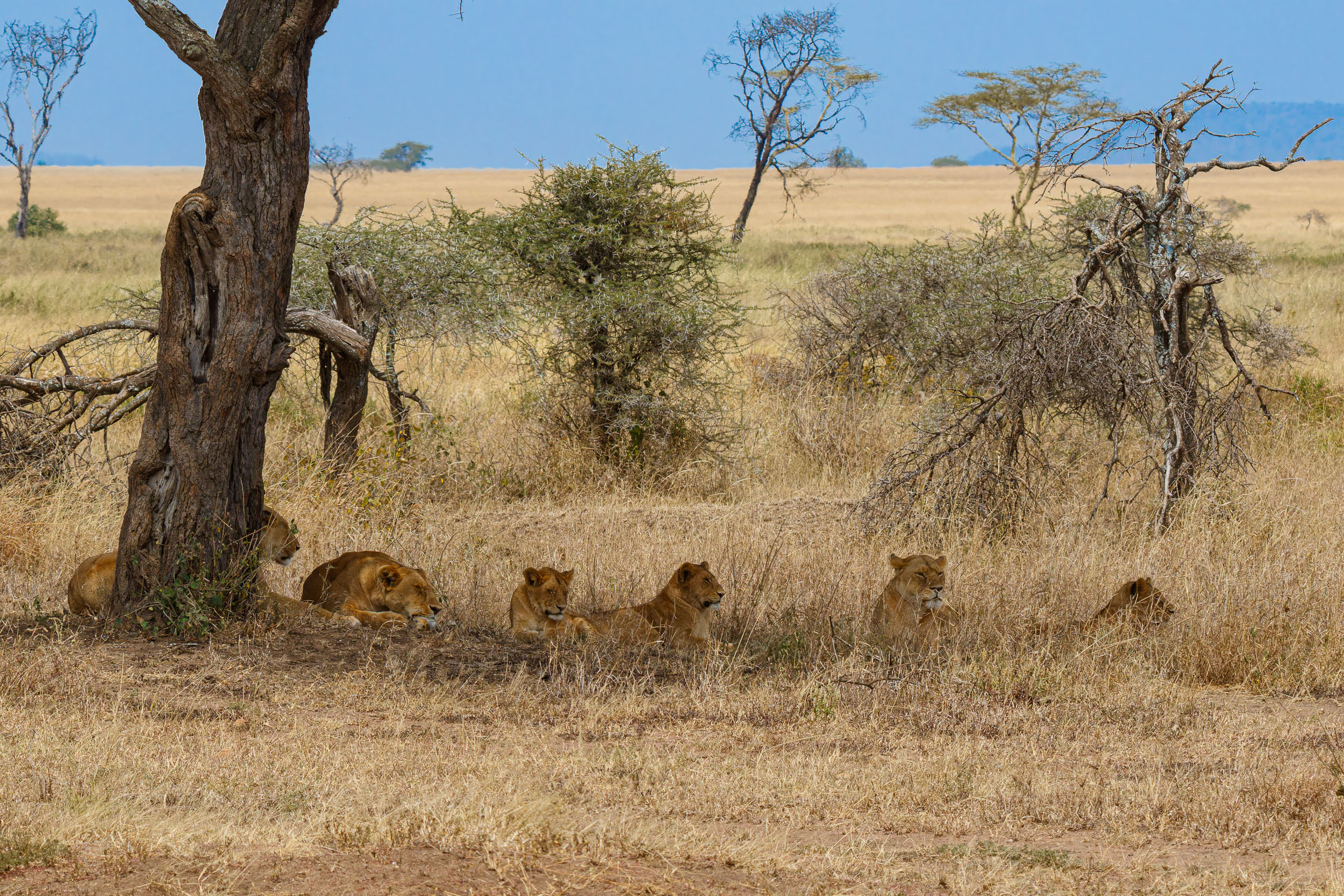 Highlights, Lion, Serengeti National Park, Seronera, Tanzania