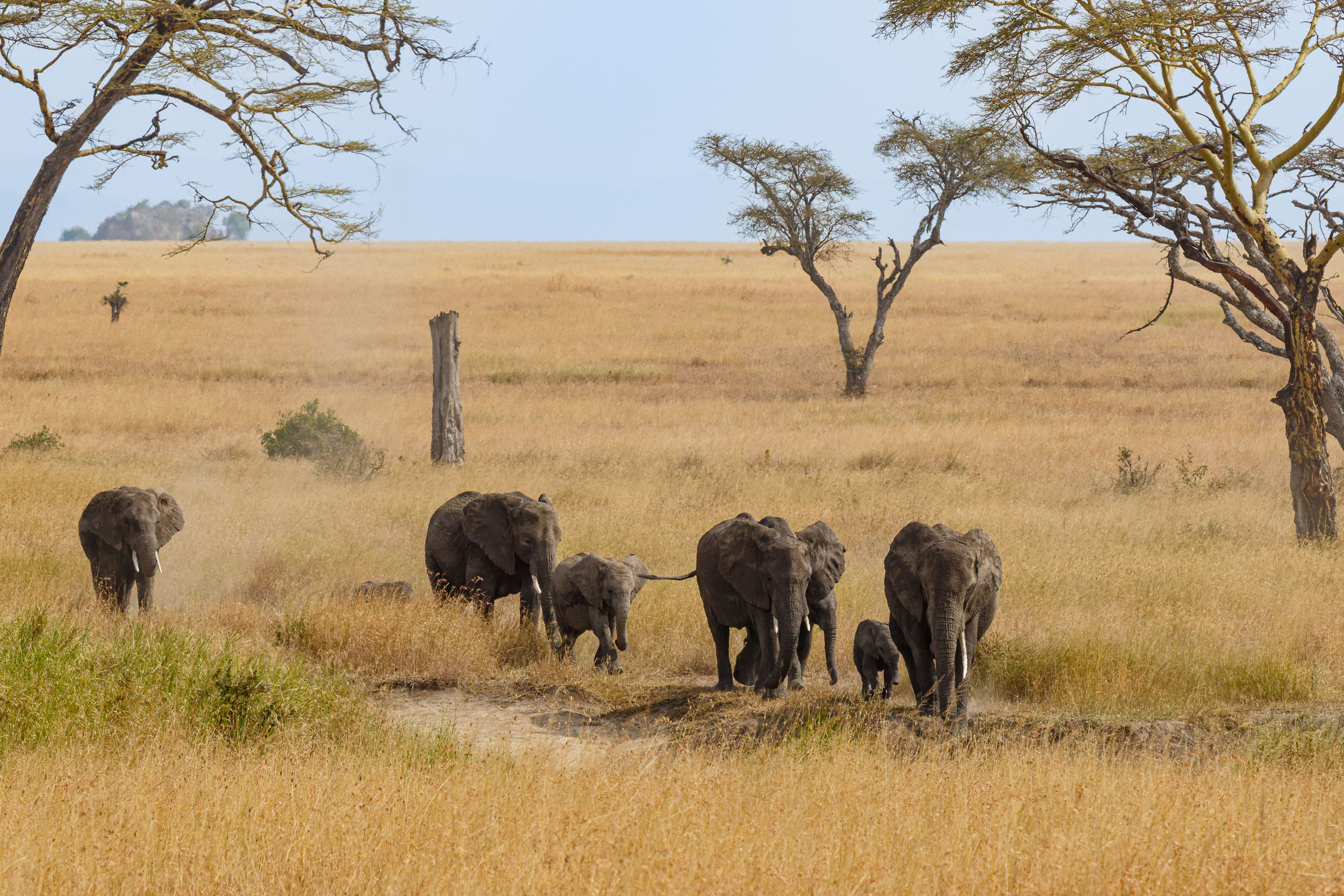 Highlights, Serengeti National Park, Seronera, Tanzania