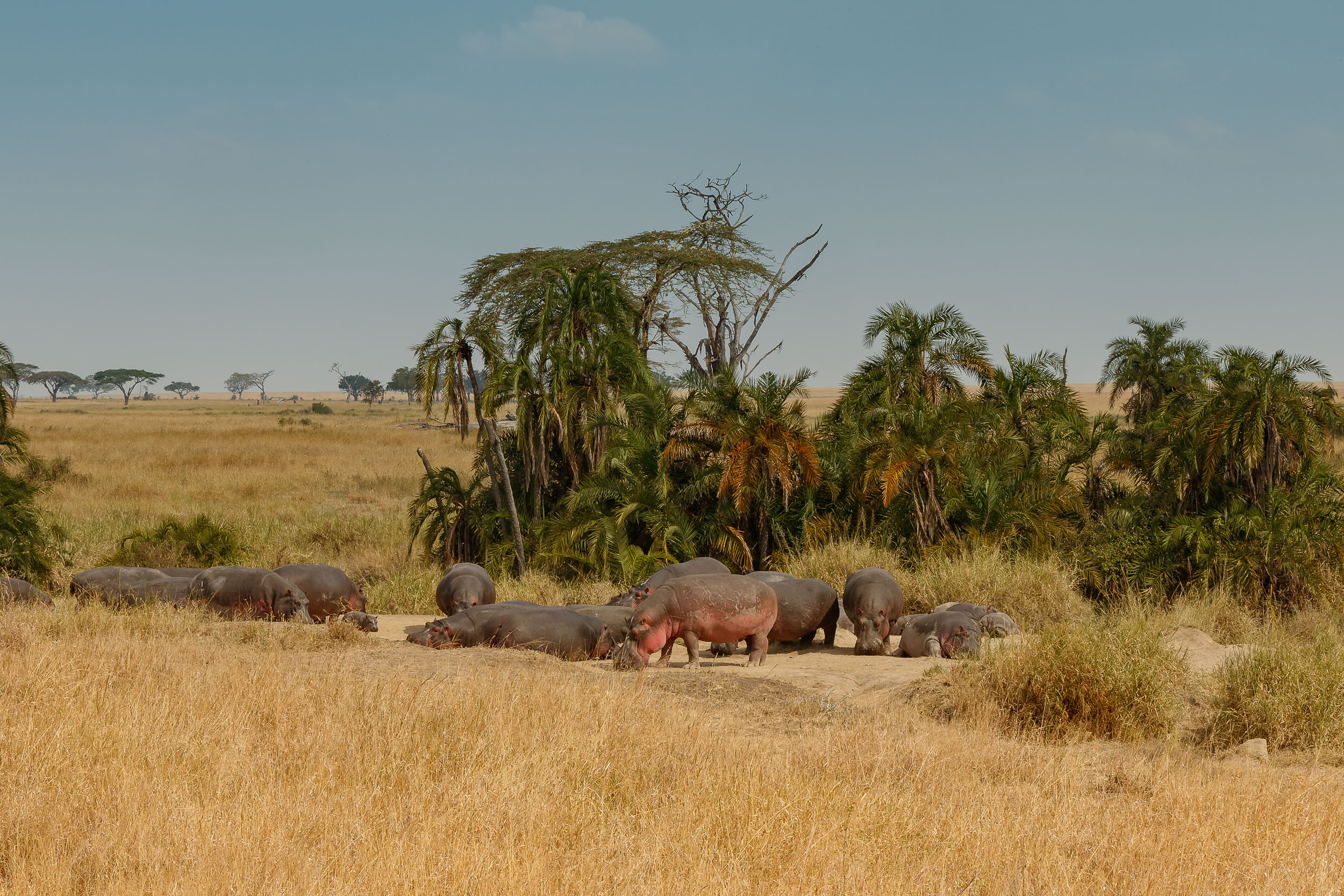 Highlights, Hippo, Serengeti National Park, Seronera, Tanzania