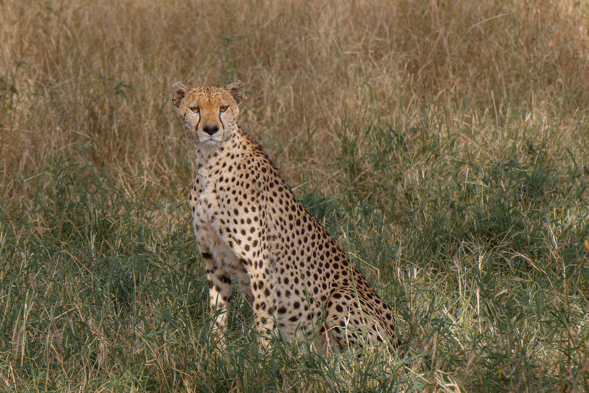 Cheetah, Highlights, Serengeti National Park, Seronera, Tanzania