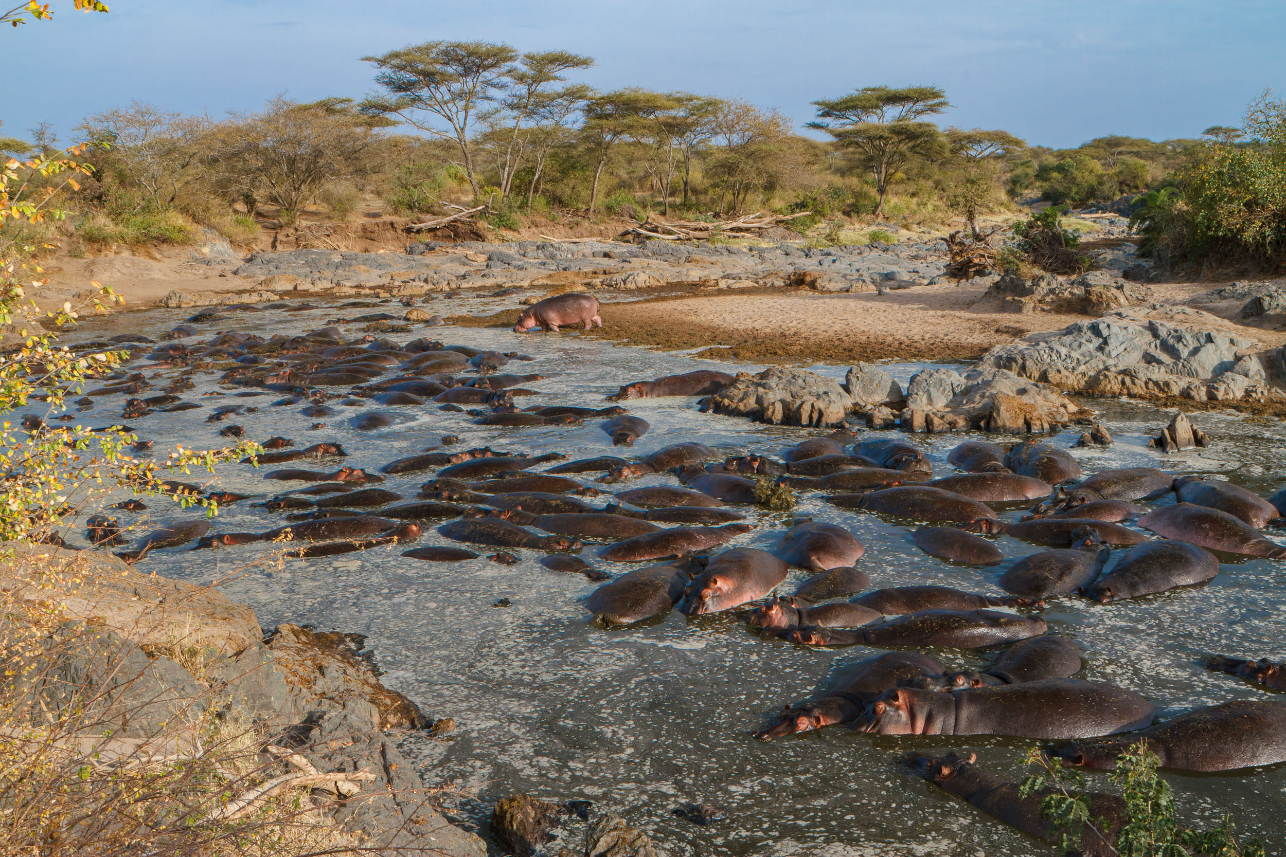 Highlights, Hippo, Serengeti National Park, Seronera, Tanzania