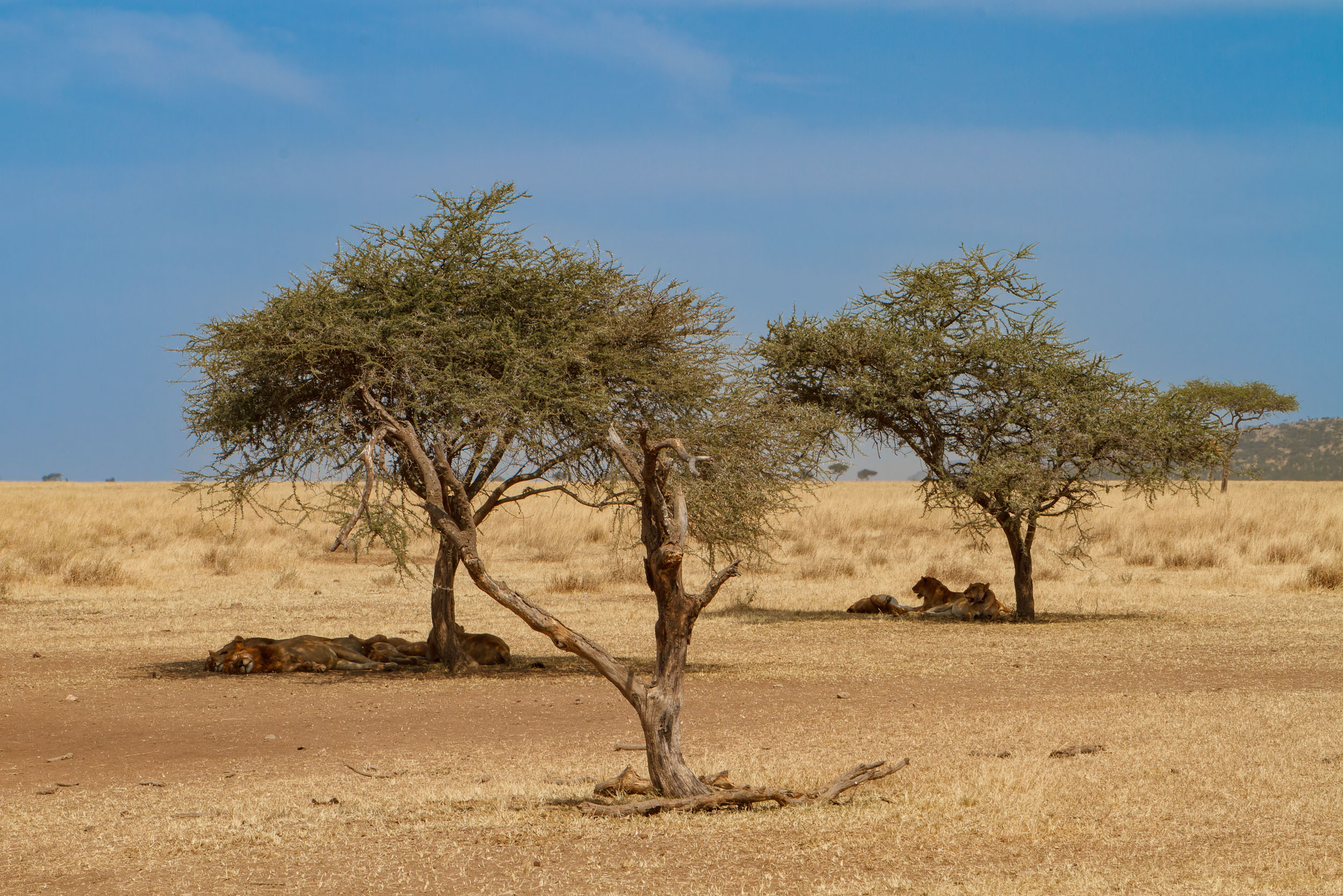 Highlights, Lion, Serengeti National Park, Seronera, Tanzania