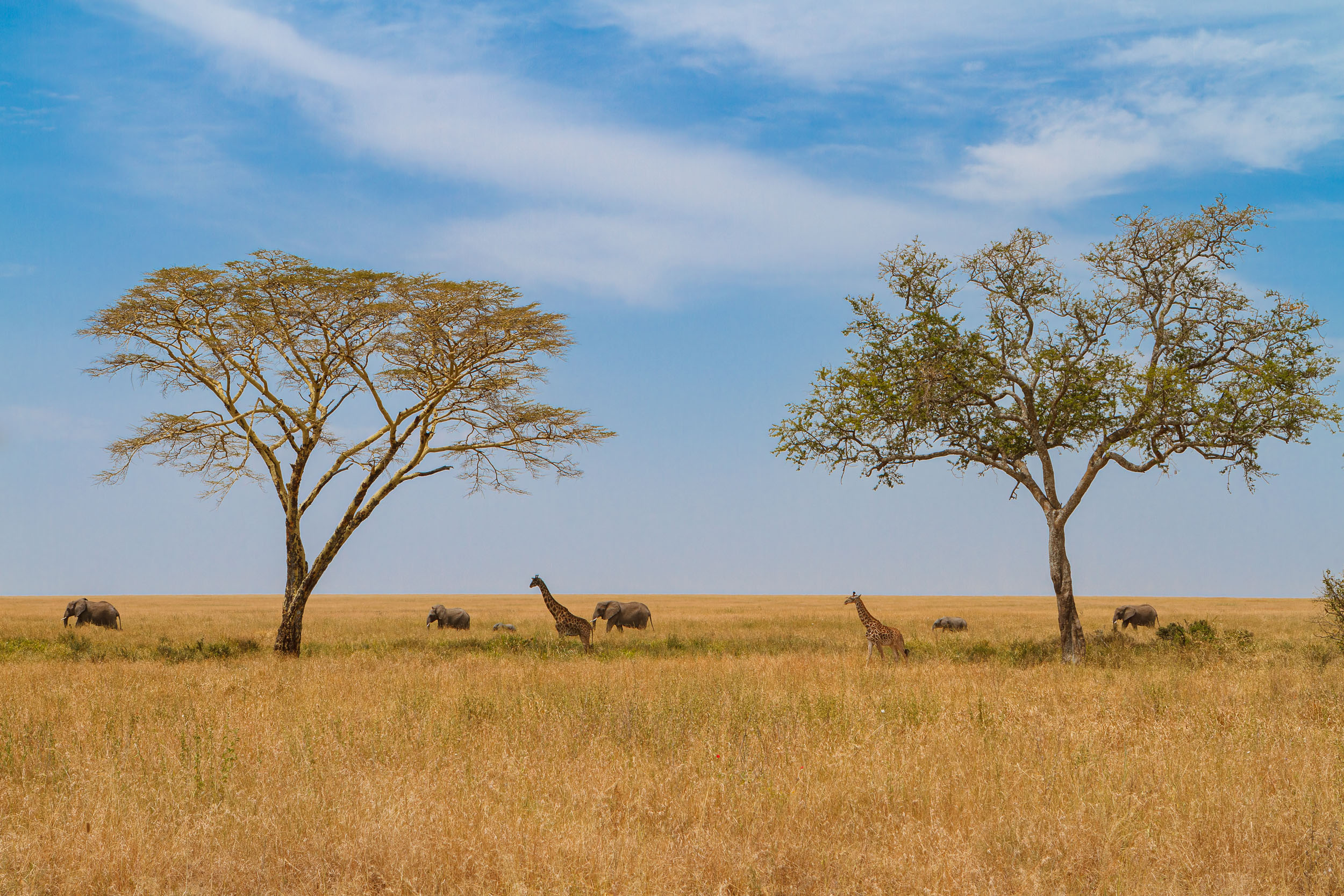 Animals, Elephant, Giraffe, Highlights, Serengeti National Park, Seronera, Tanzania