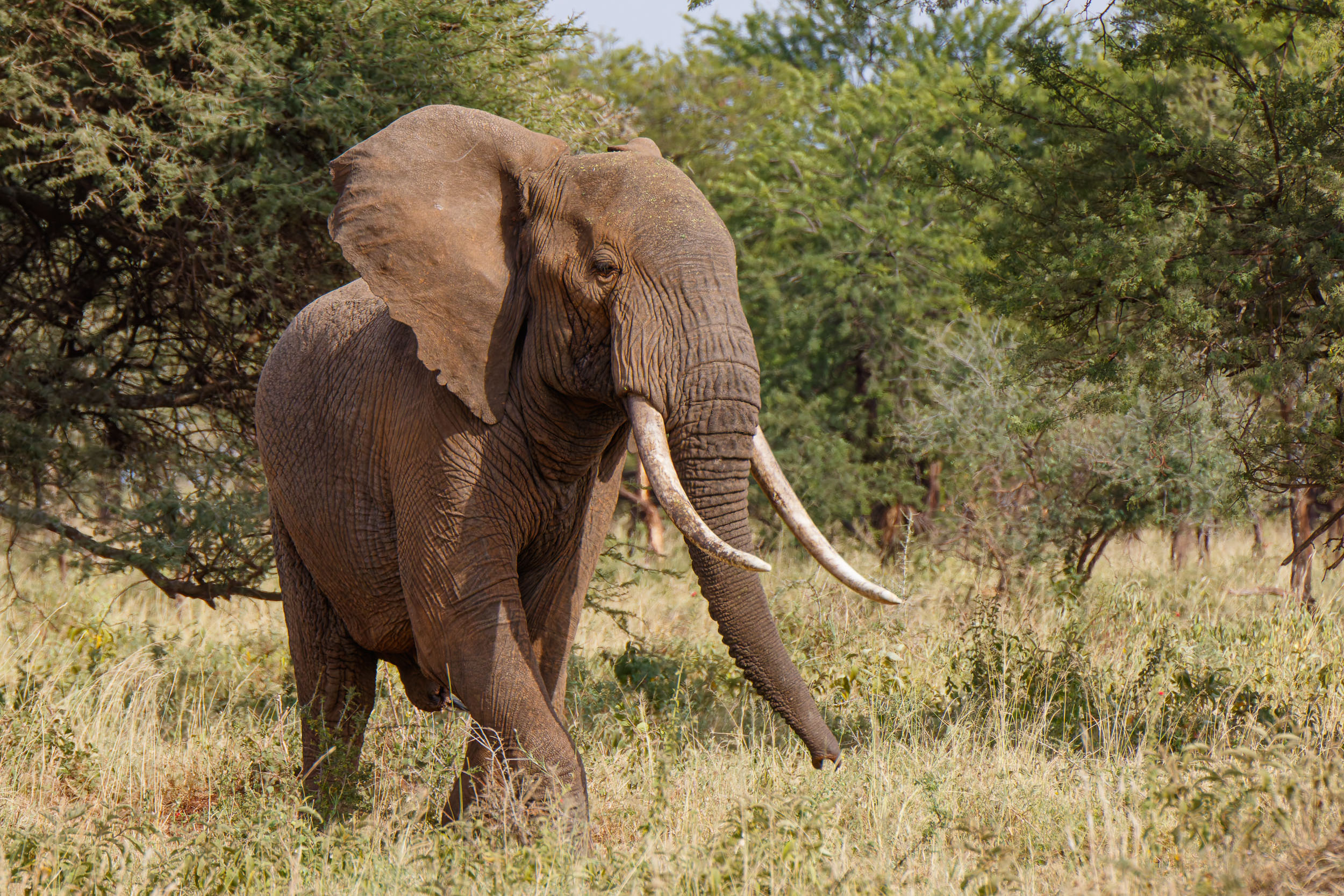 Animals, Elephant, Highlights, Serengeti National Park, Seronera, Tanzania