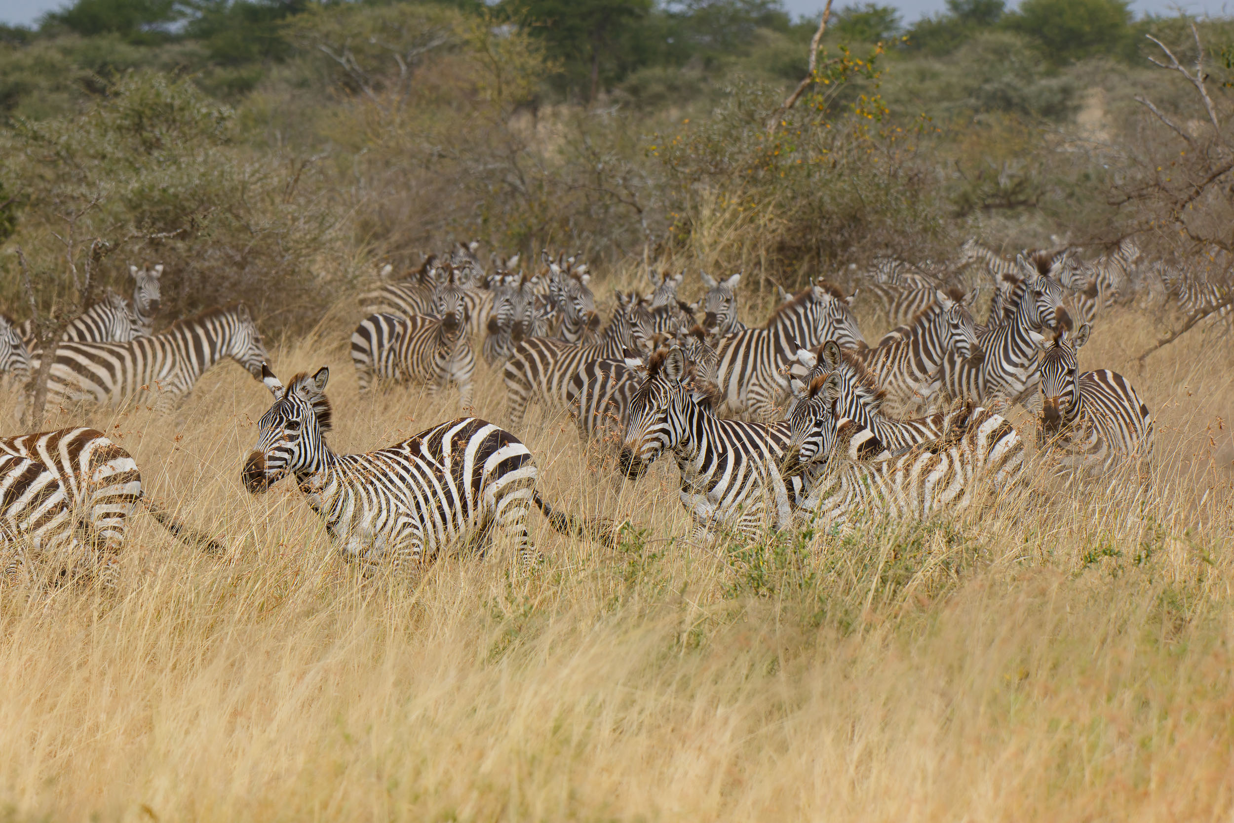 Highlights, Serengeti National Park, Seronera, Tanzania, Zebra