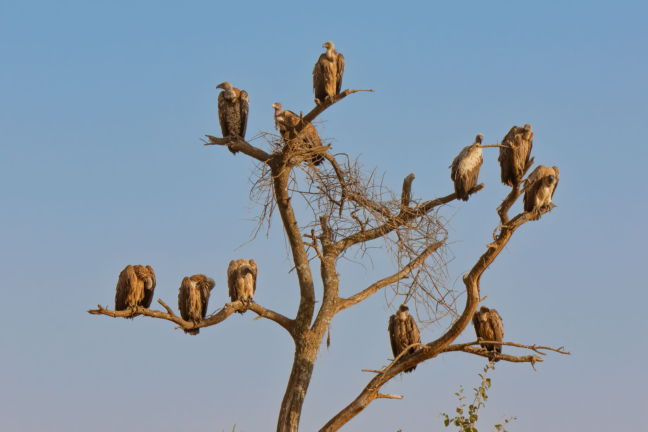Highlights, Serengeti National Park, Seronera, Tanzania, Vulture