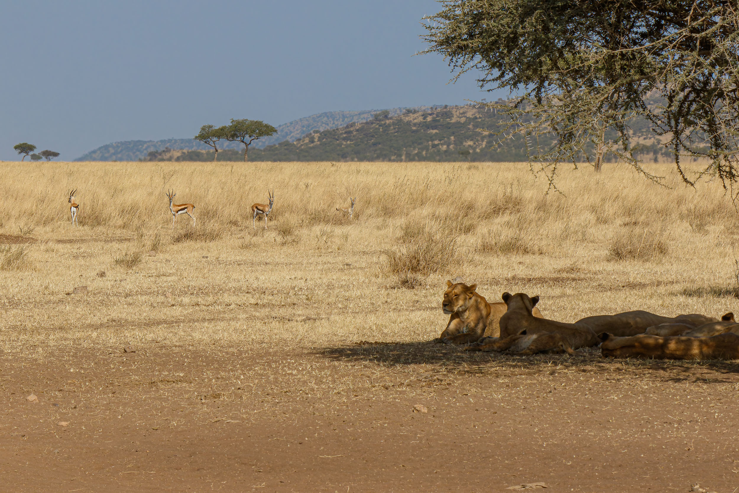 Highlights, Lion, Serengeti National Park, Seronera, Tanzania