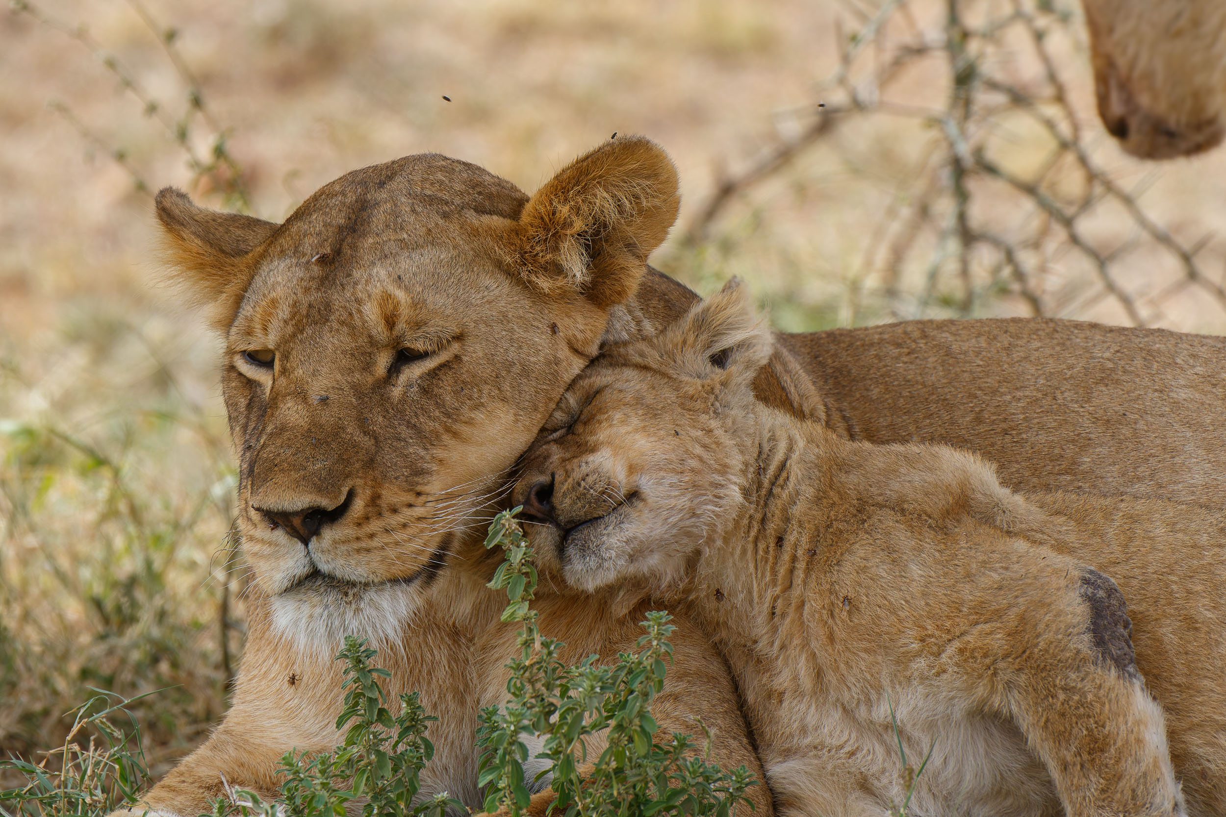 Highlights, Lion, Serengeti National Park, Seronera, Tanzania