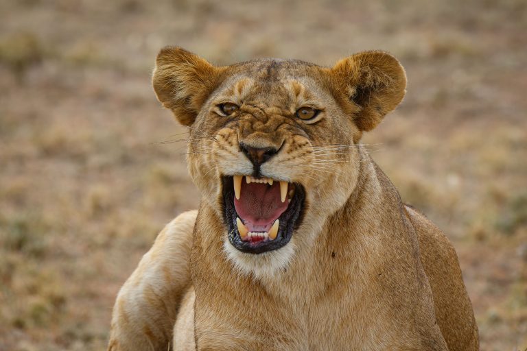 Highlights, Lion, Serengeti National Park, Seronera, Tanzania