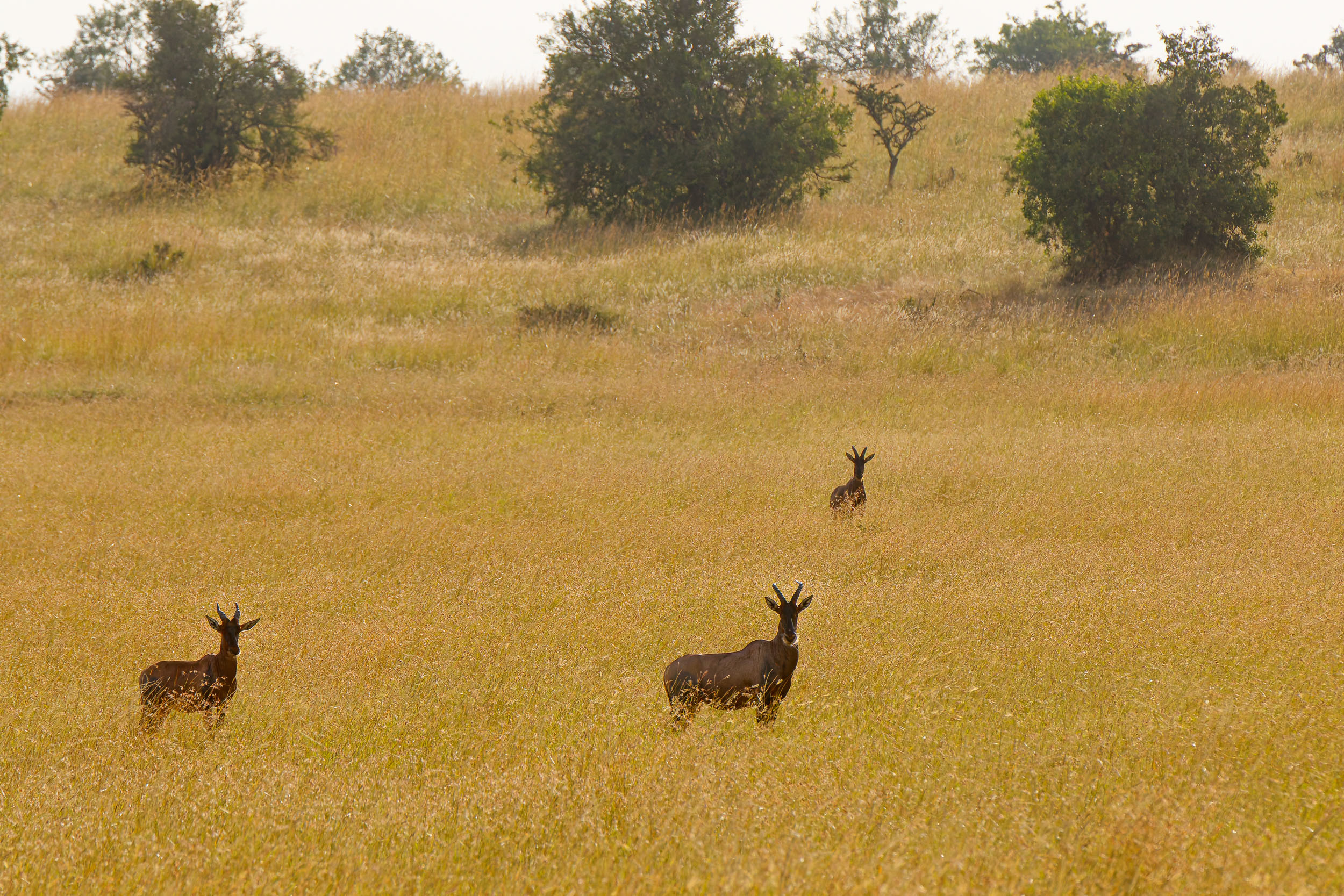 Highlights, Serengeti Mara, Serengeti National Park, Tanzania, mara