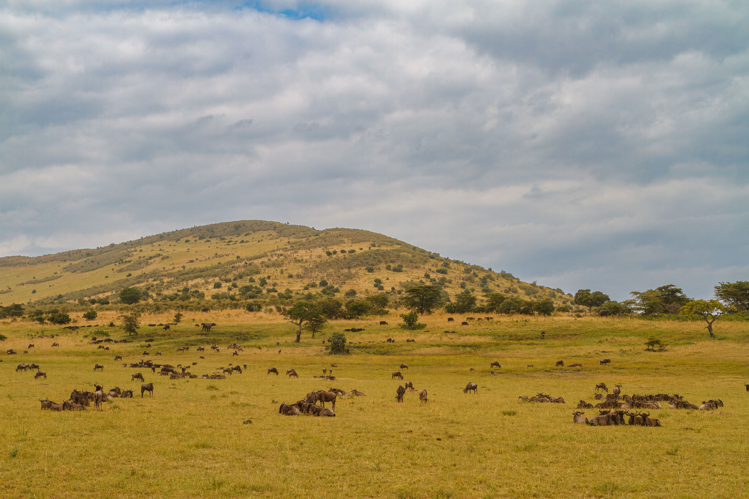 Highlights, Serengeti Mara, Serengeti National Park, Tanzania, mara