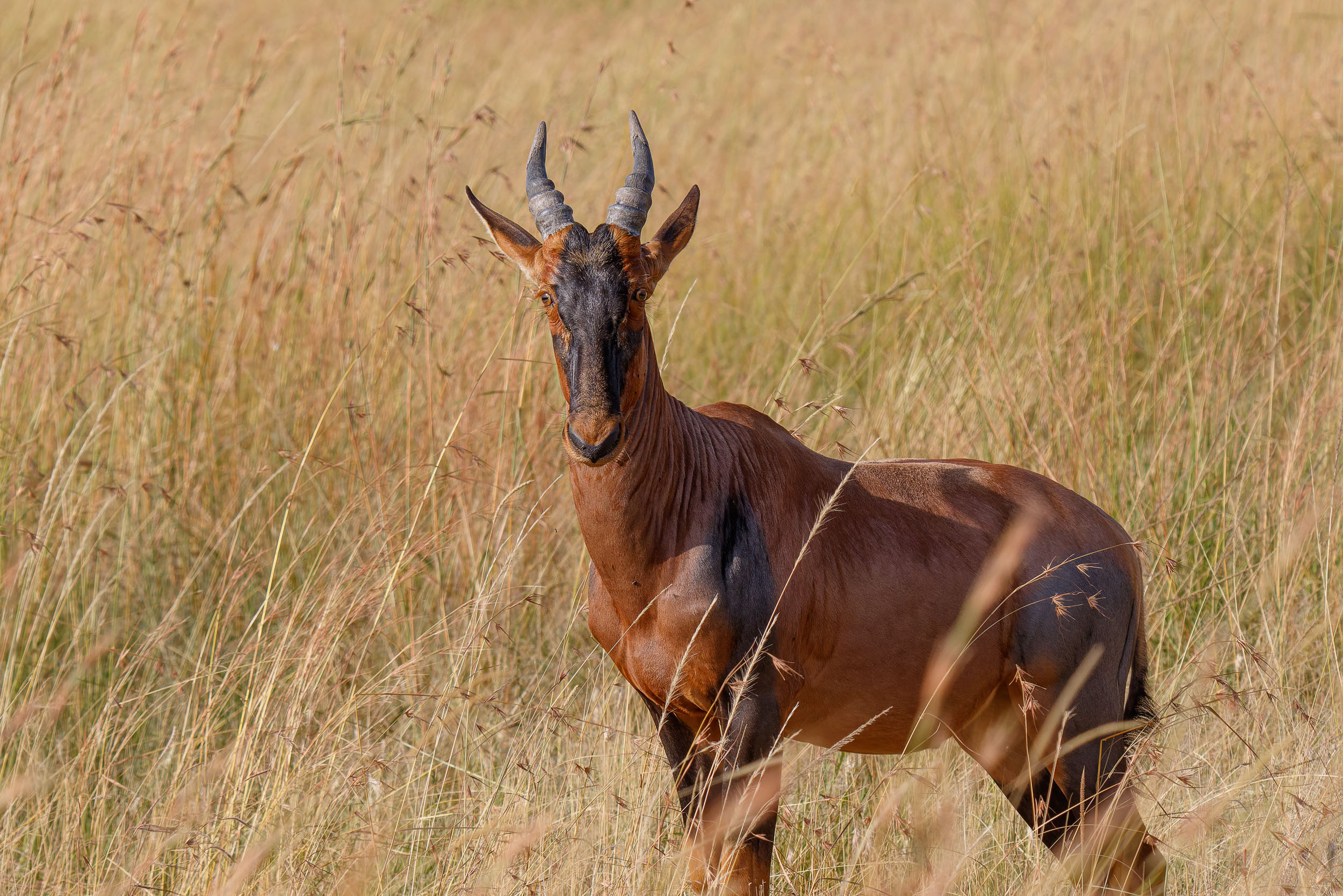 Highlights, Serengeti Mara, Serengeti National Park, Tanzania, mara