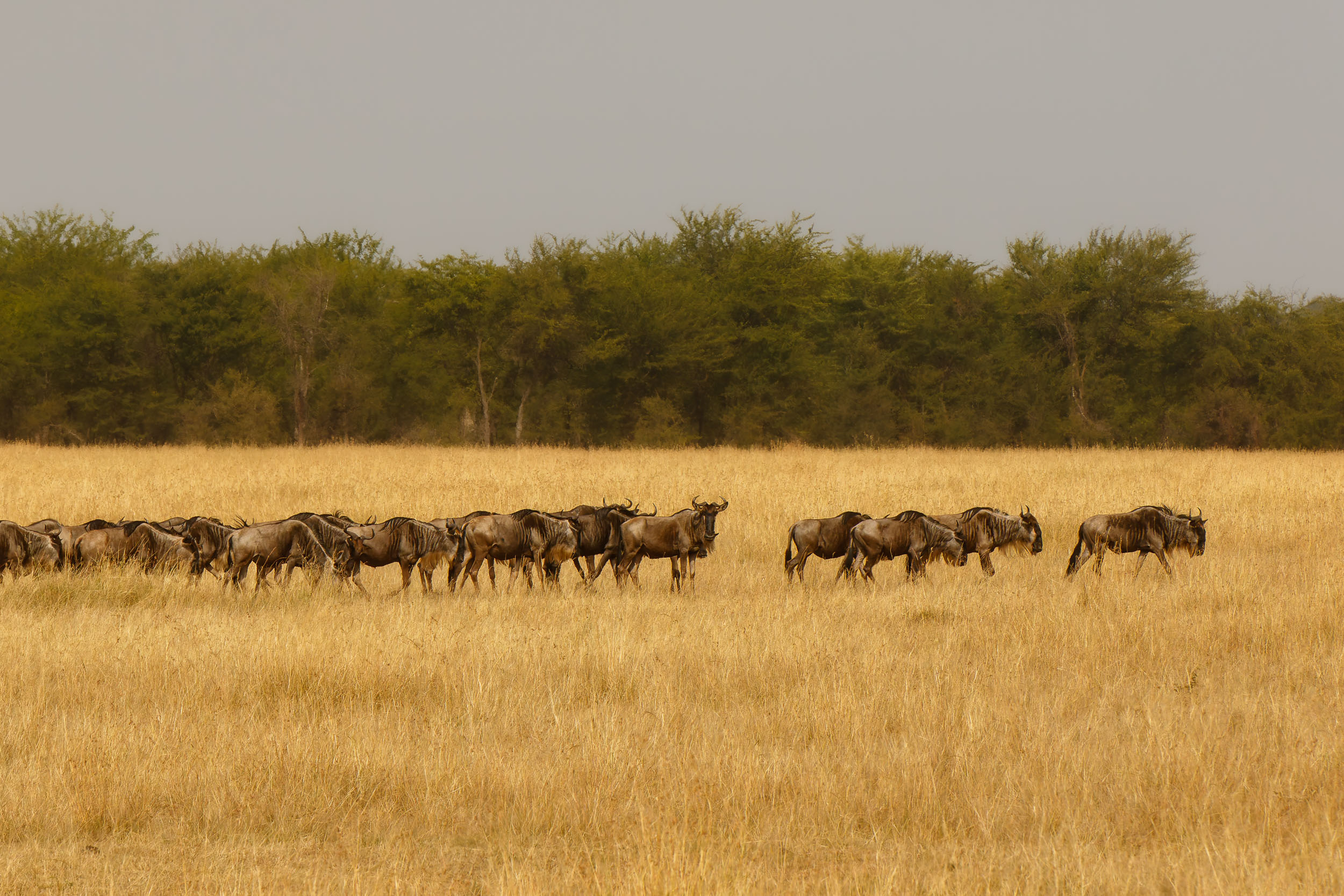 Highlights, Serengeti Mara, Serengeti National Park, Tanzania, mara, migration