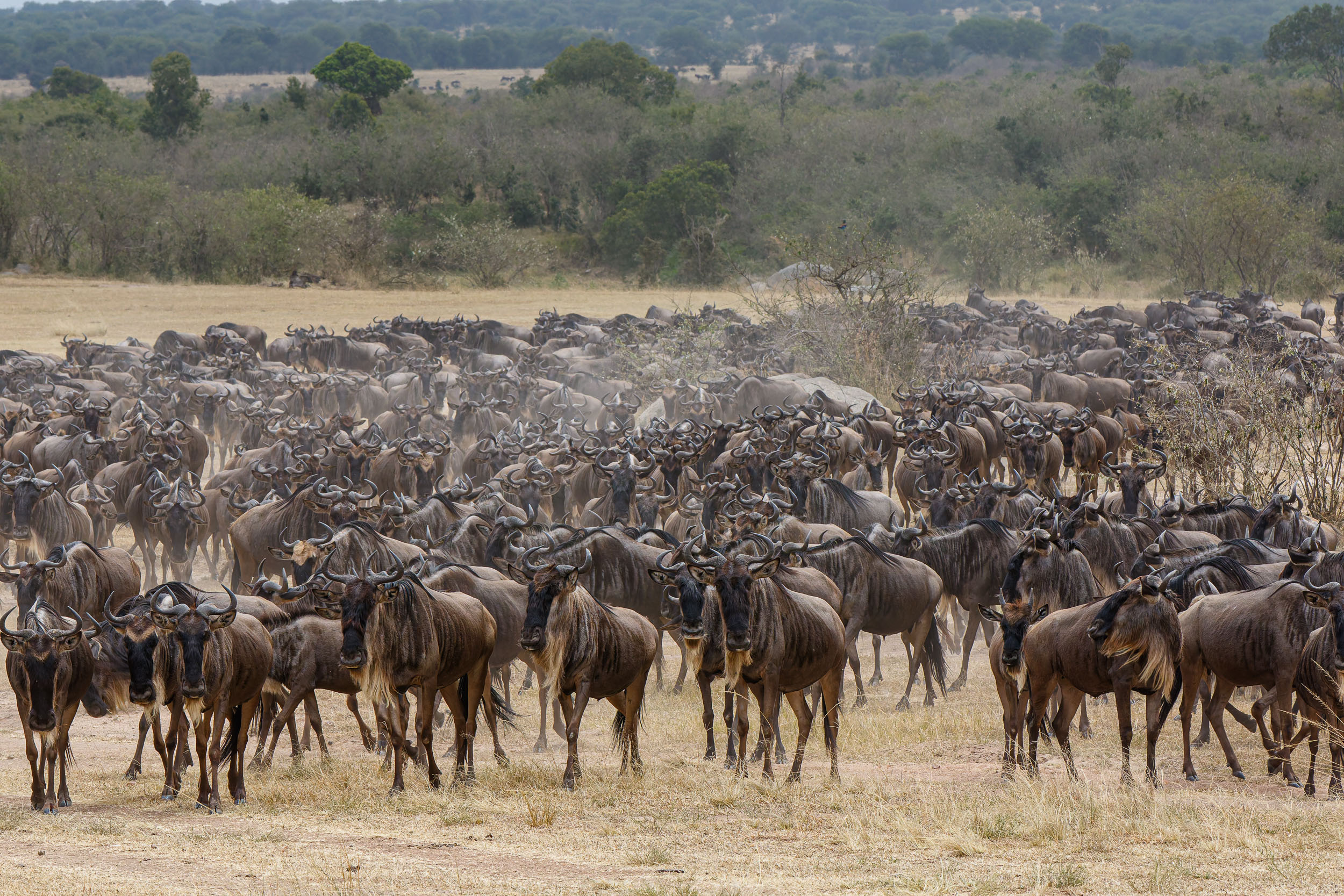 Highlights, Serengeti Mara, Serengeti National Park, Tanzania, mara, migration