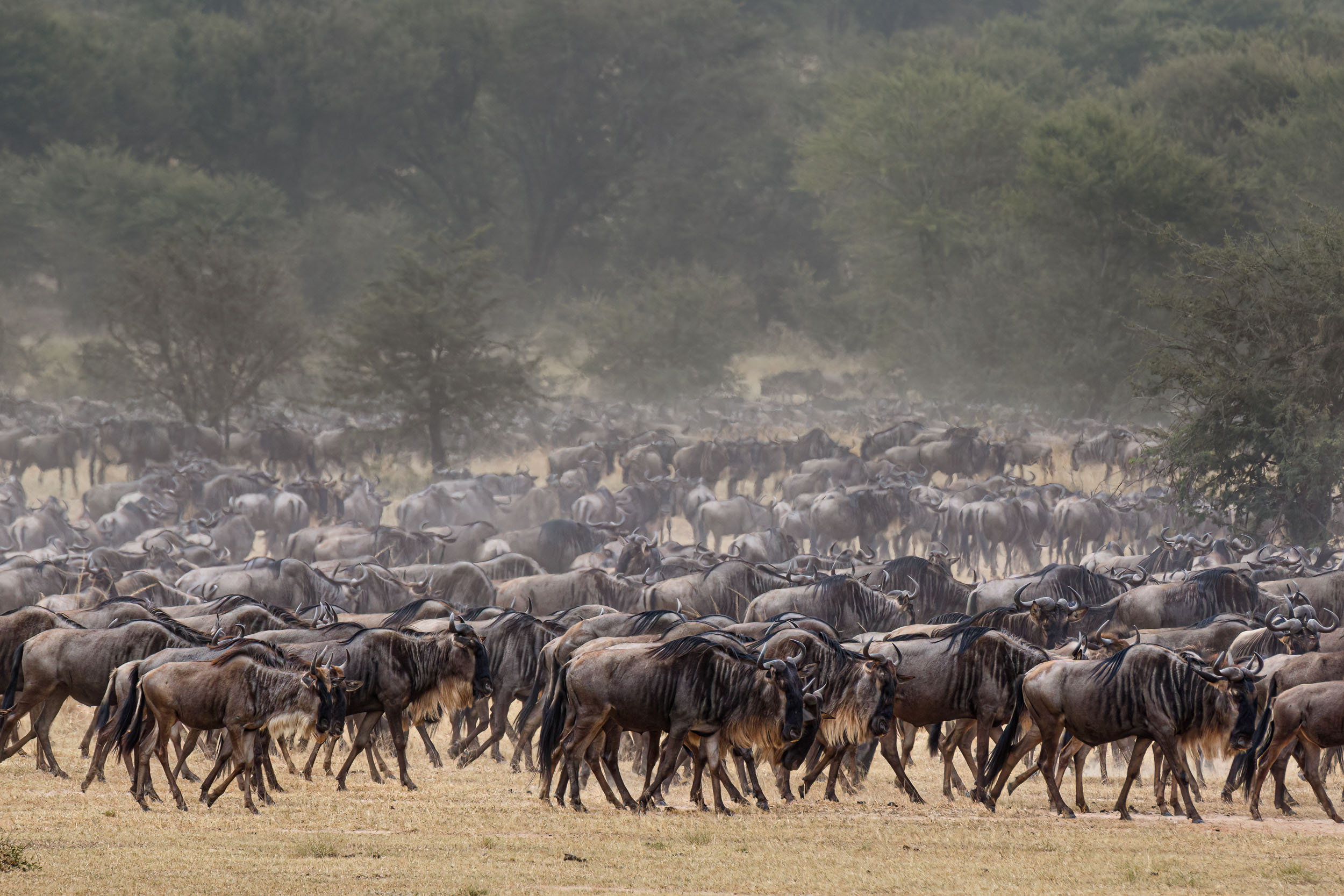 Highlights, Serengeti Mara, Serengeti National Park, Tanzania, mara, migration