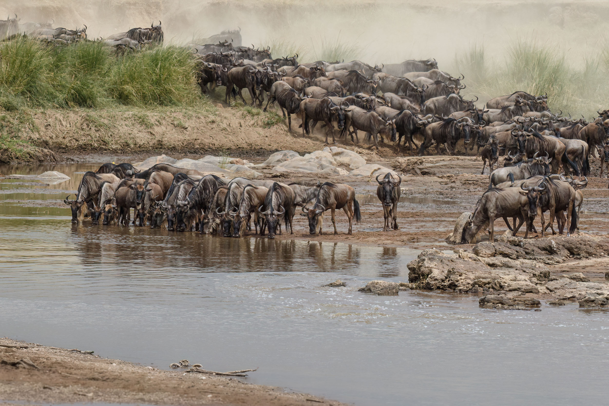 Highlights, Serengeti Mara, Serengeti National Park, Tanzania, mara, migration