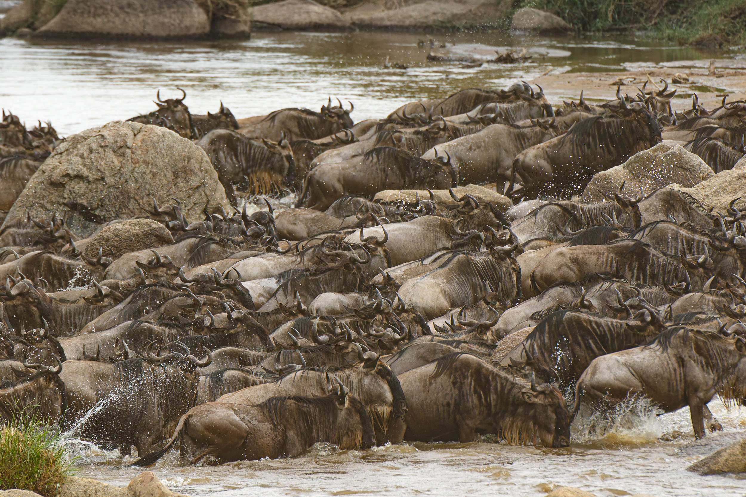 Highlights, Serengeti Mara, Serengeti National Park, Tanzania, mara, migration