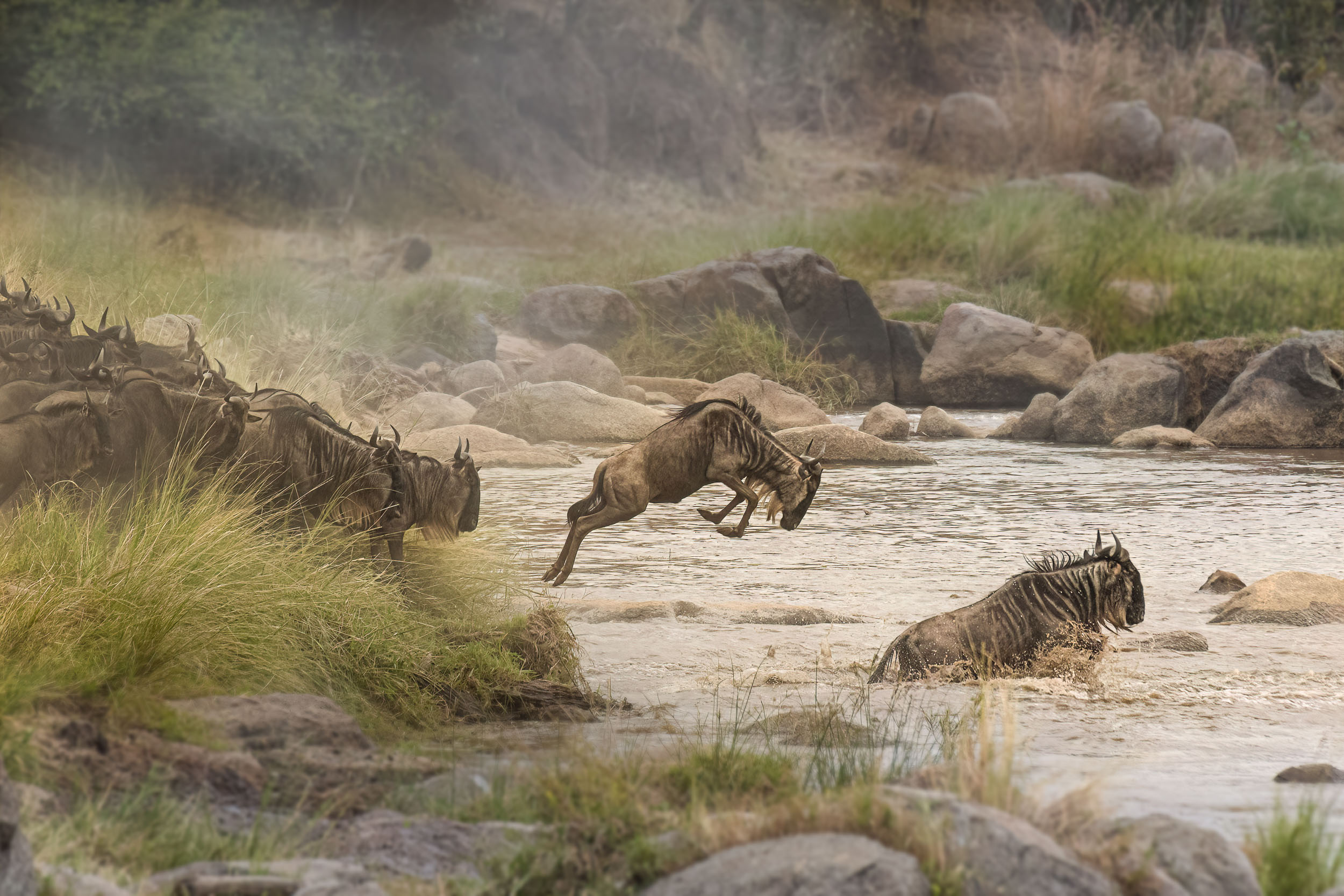 Highlights, Serengeti Mara, Serengeti National Park, Tanzania, mara, migration