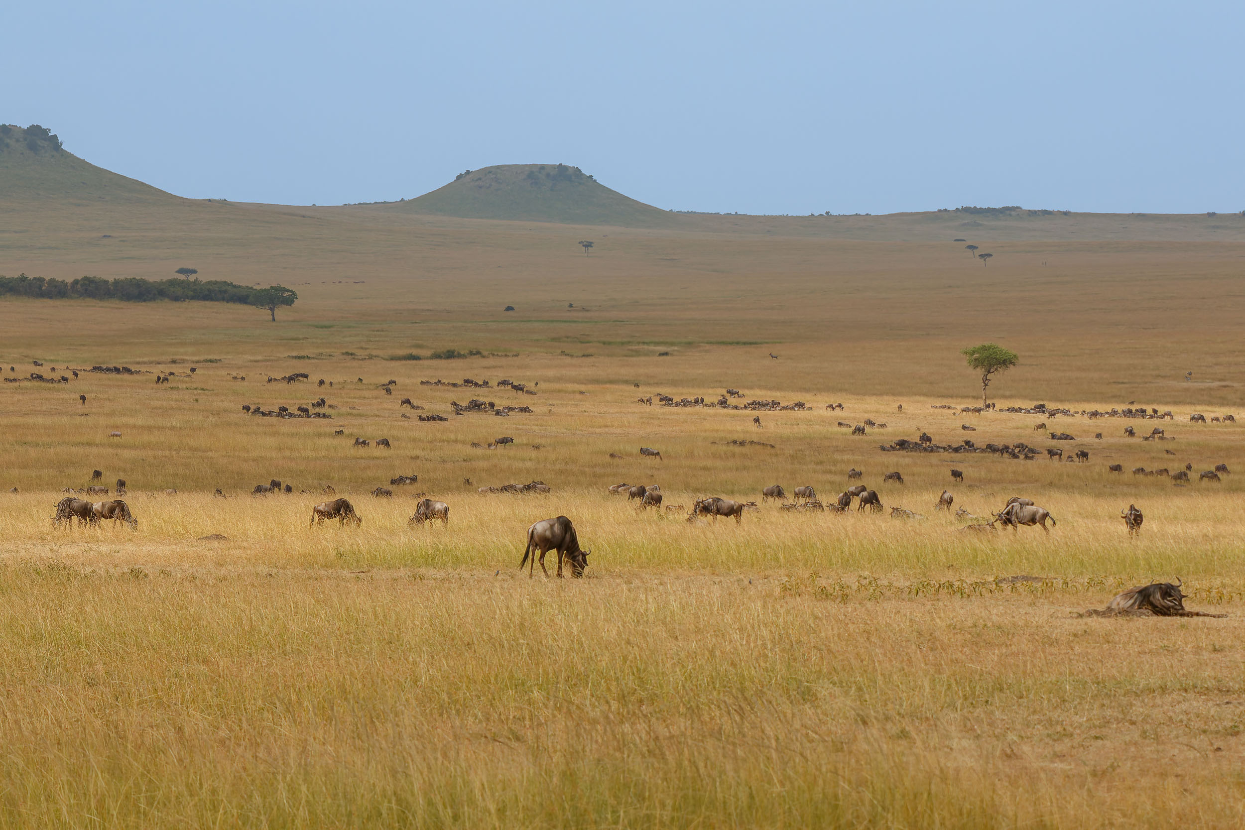 Highlights, Serengeti Mara, Serengeti National Park, Tanzania, mara, migration