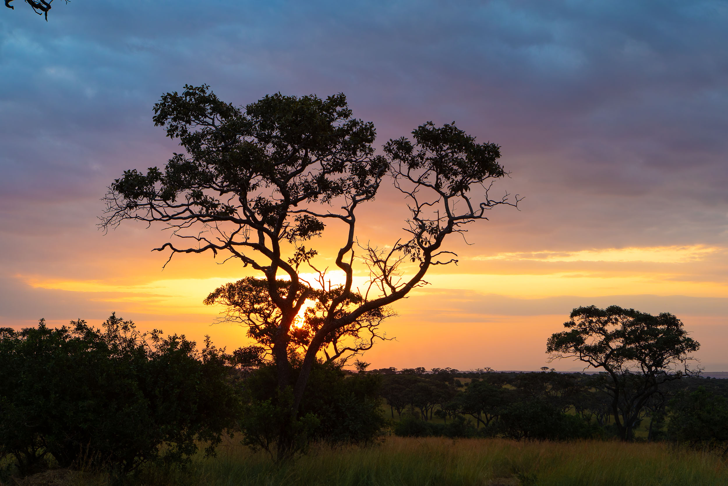 Highlights, Kimburu Camp, Serengeti Mara, Serengeti National Park, Tanzania, migration