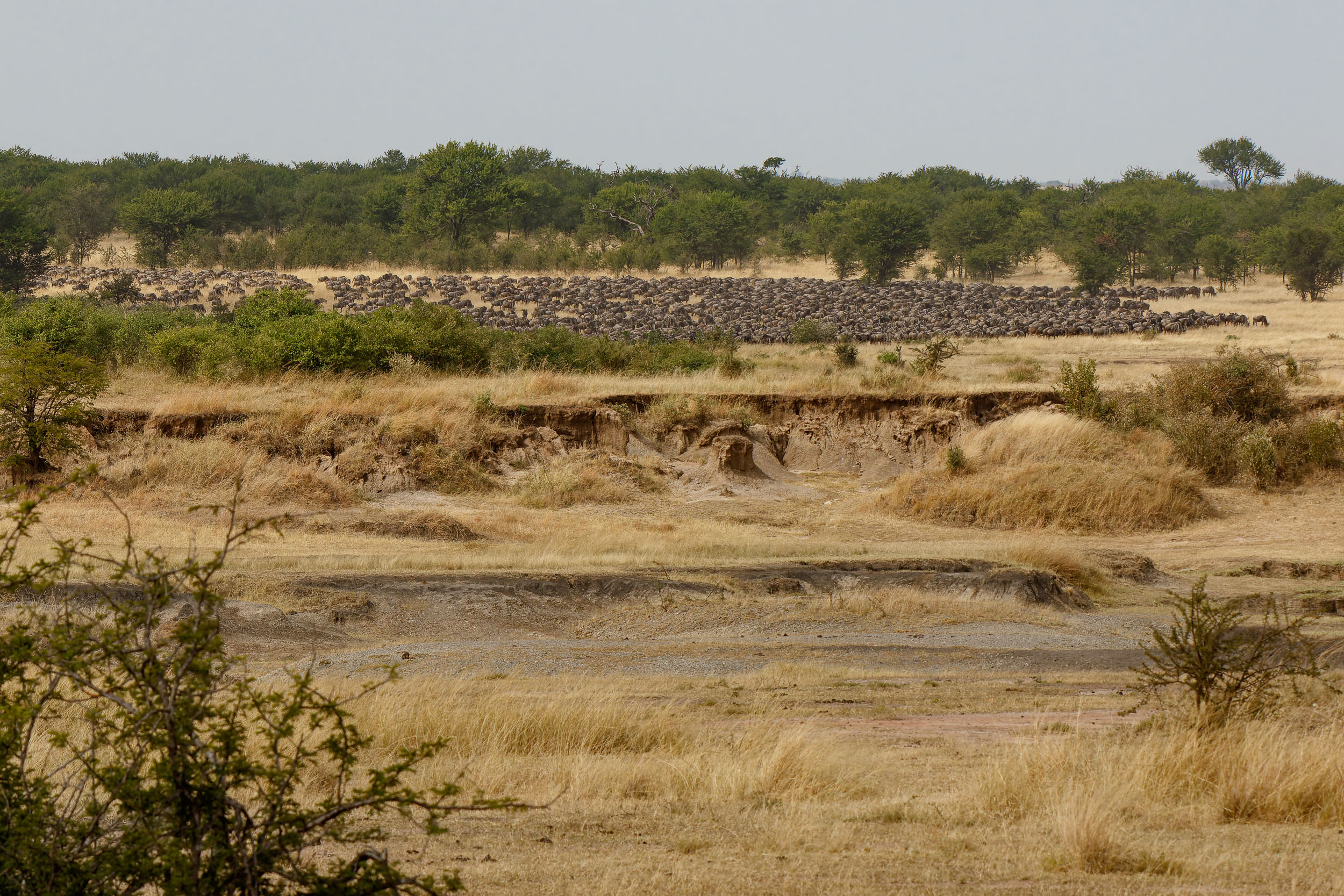 Highlights, Serengeti Mara, Serengeti National Park, Tanzania, mara, migration