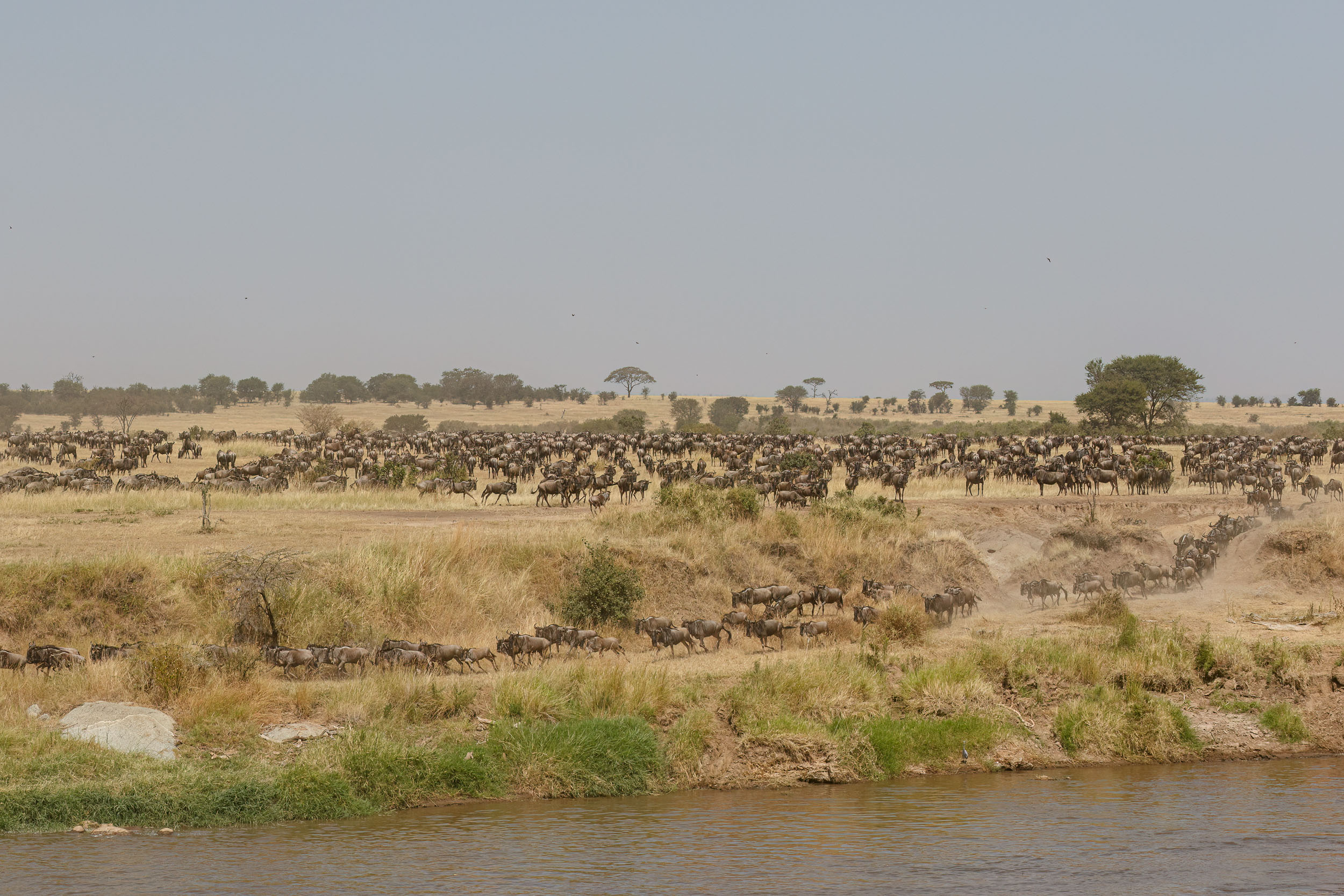 Highlights, Serengeti Mara, Serengeti National Park, Tanzania, mara, migration
