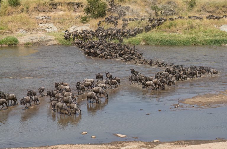 Wildebeests crossing the Mara River during the Great Migration through Serengeti in Tanzania