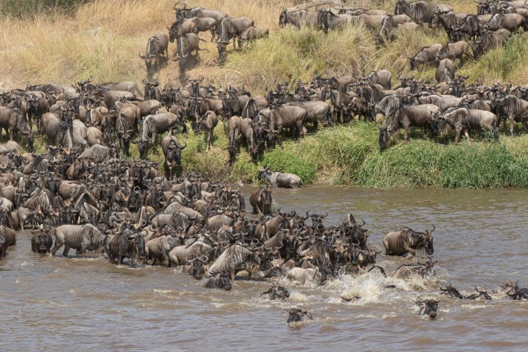Highlights, Serengeti Mara, Serengeti National Park, Tanzania, Wildebeest, migration