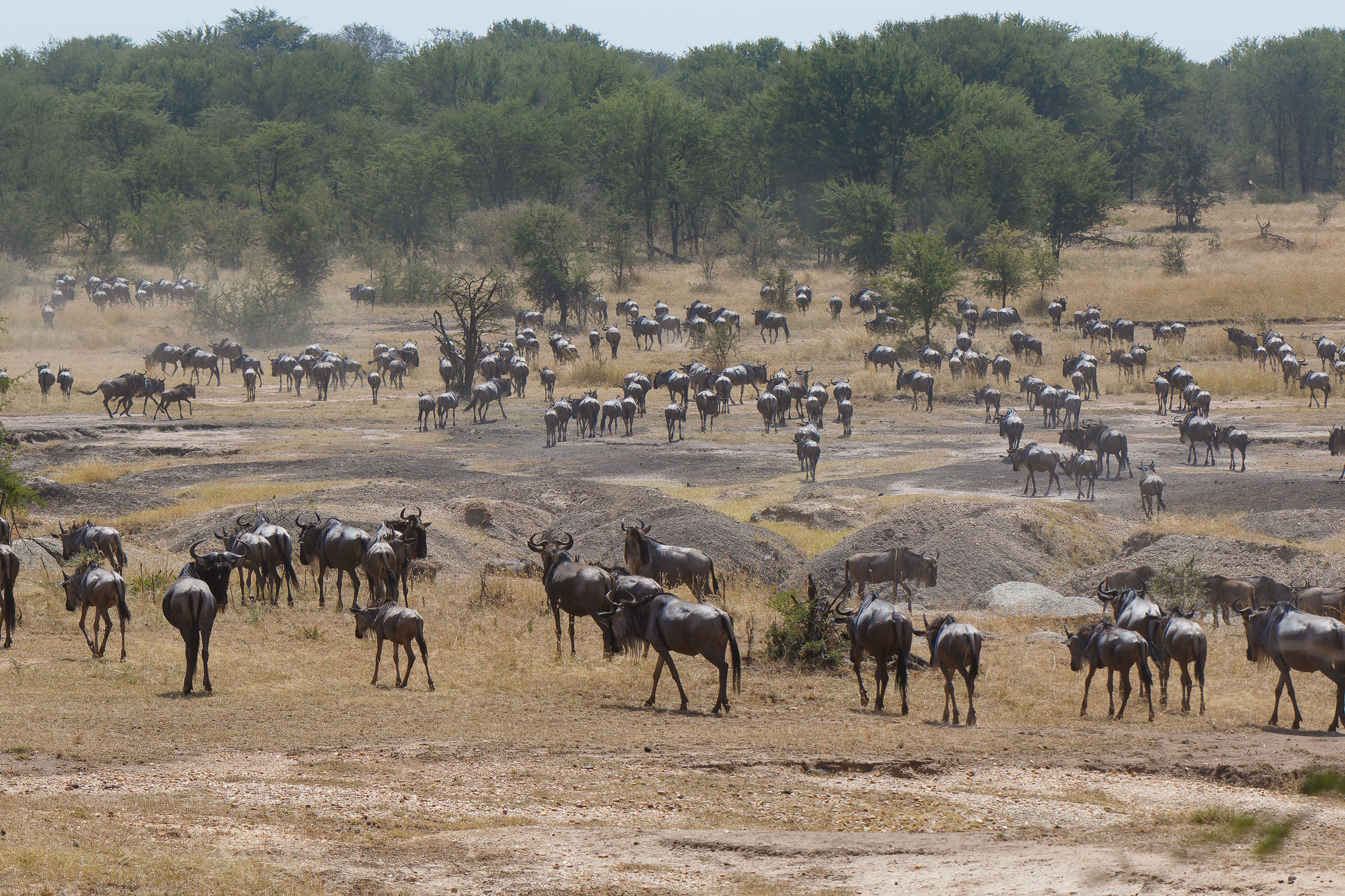 Highlights, Serengeti Mara, Serengeti National Park, Tanzania, mara, migration