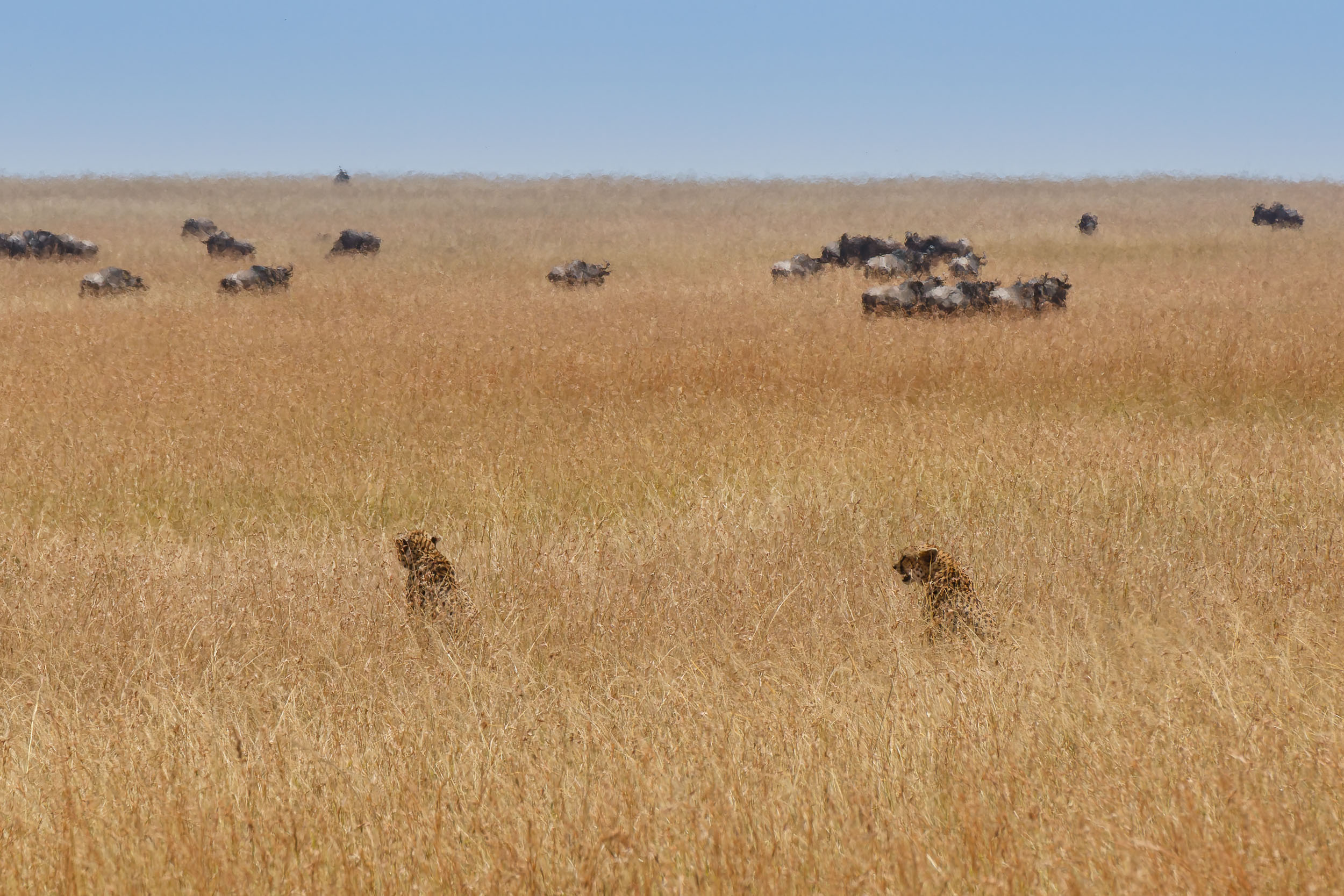 Highlights, Serengeti Mara, Serengeti National Park, Tanzania, mara, migration