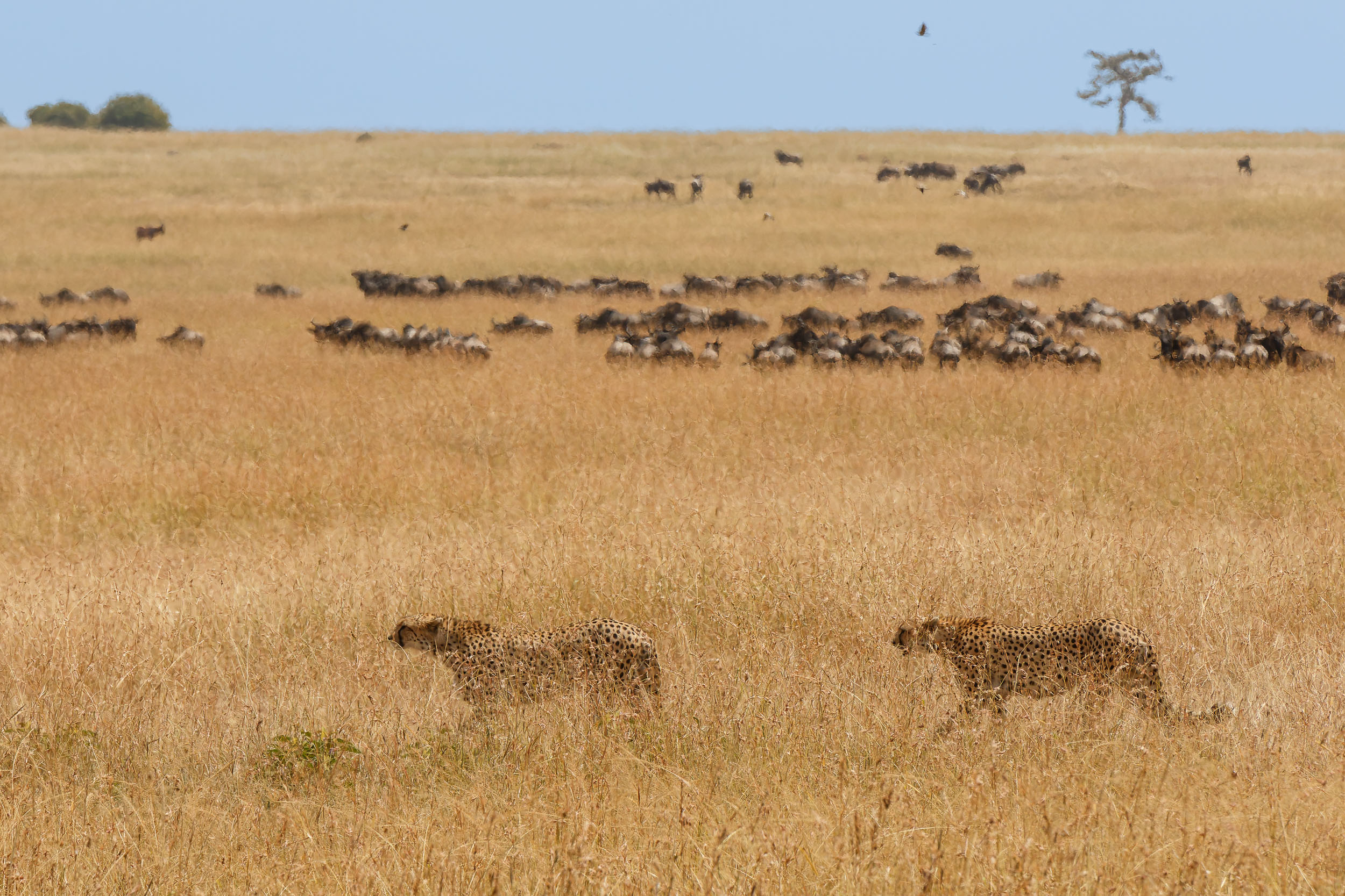 Highlights, Serengeti Mara, Serengeti National Park, Tanzania, mara, migration