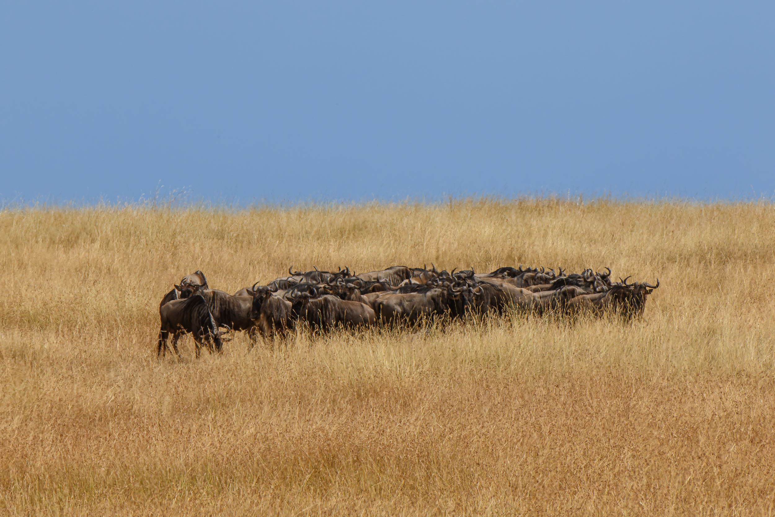 Highlights, Serengeti Mara, Serengeti National Park, Tanzania, mara, migration