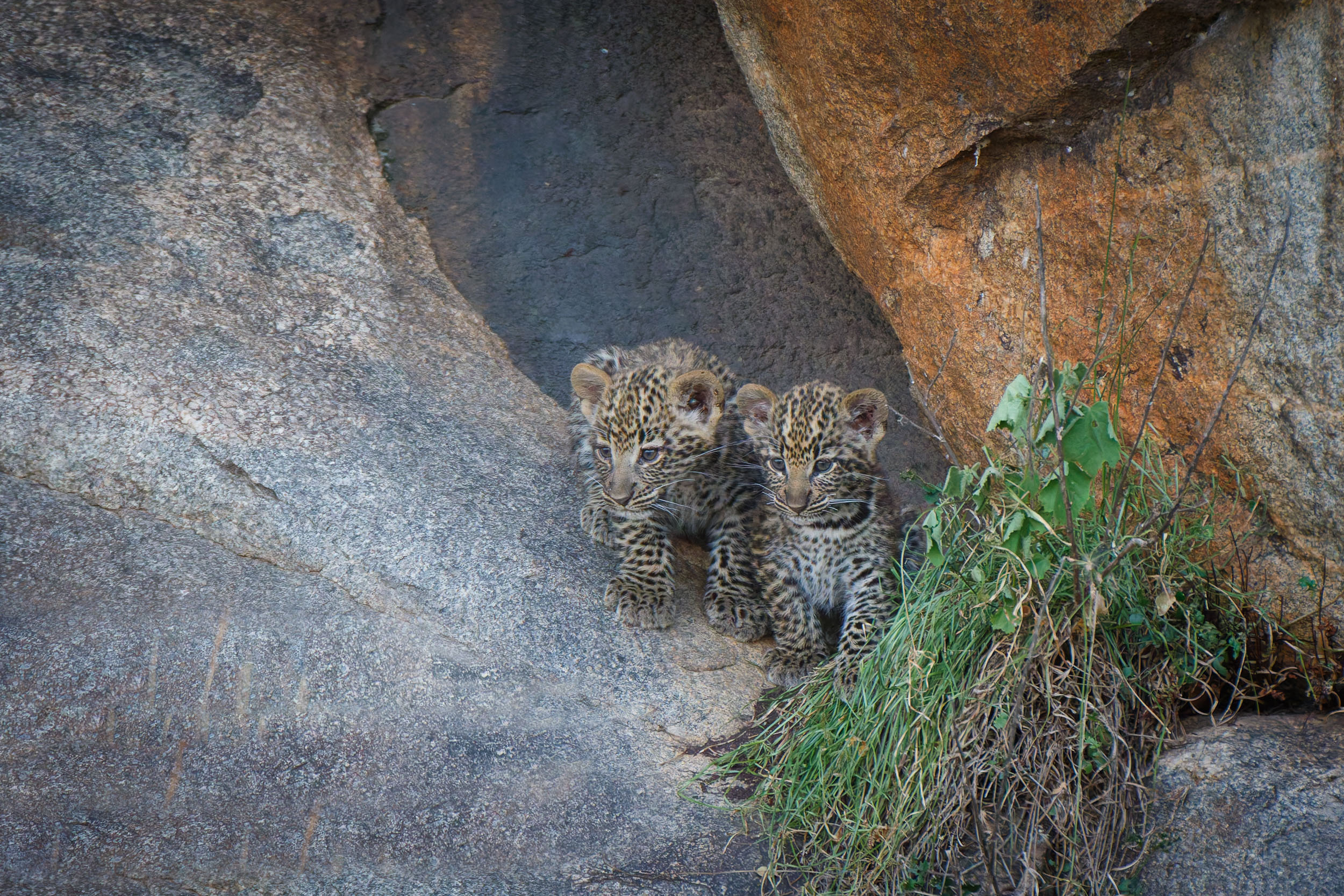 Highlights, Serengeti Mara, Serengeti National Park, Tanzania, mara