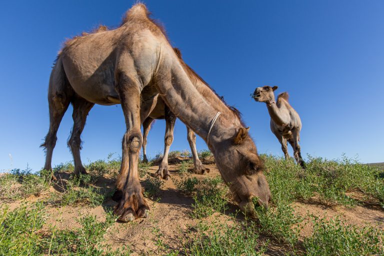 Gobi Desert near Khongoryn Els in Mongolia
