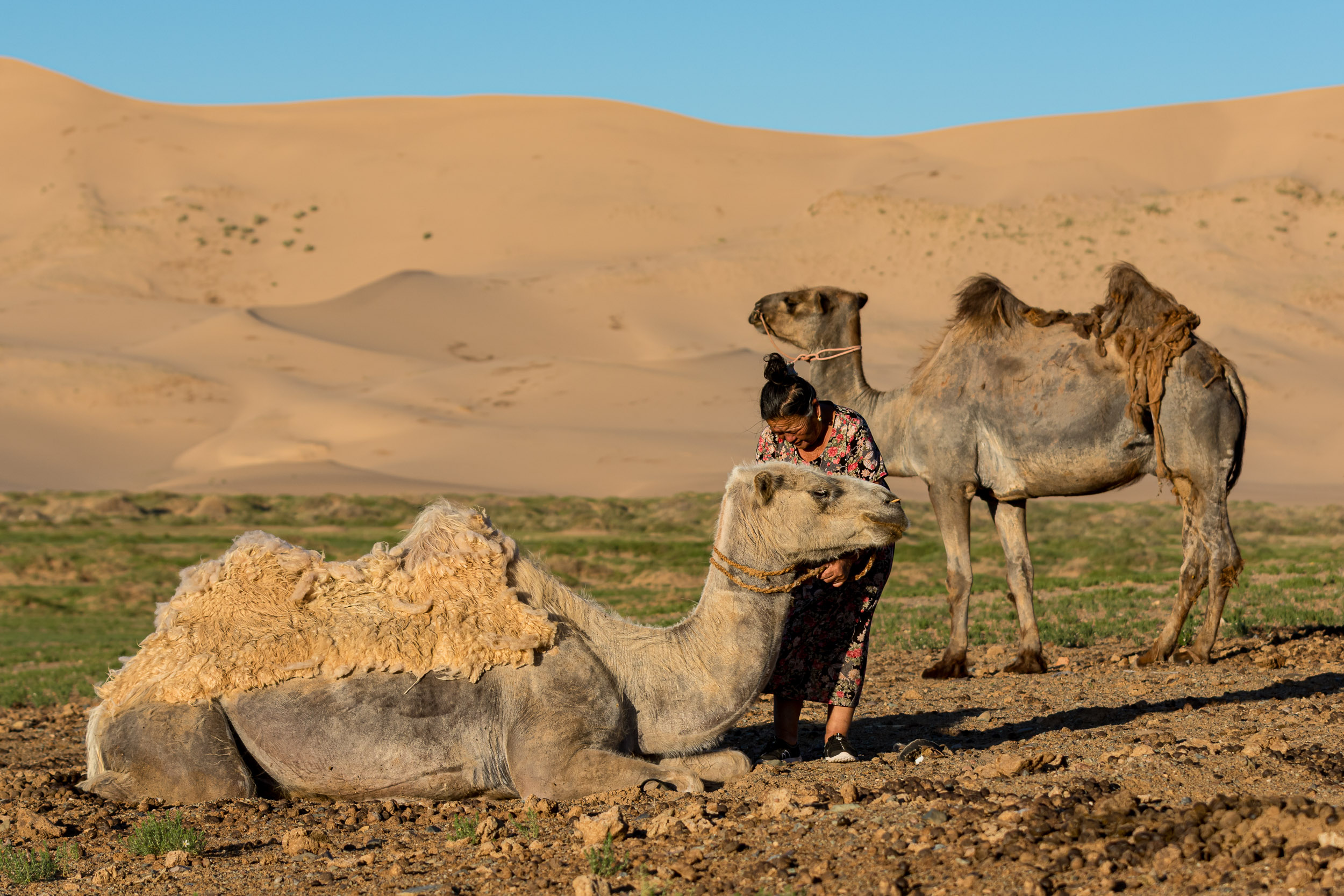 Gobi Desert, Khongoryn Els, Mongolia