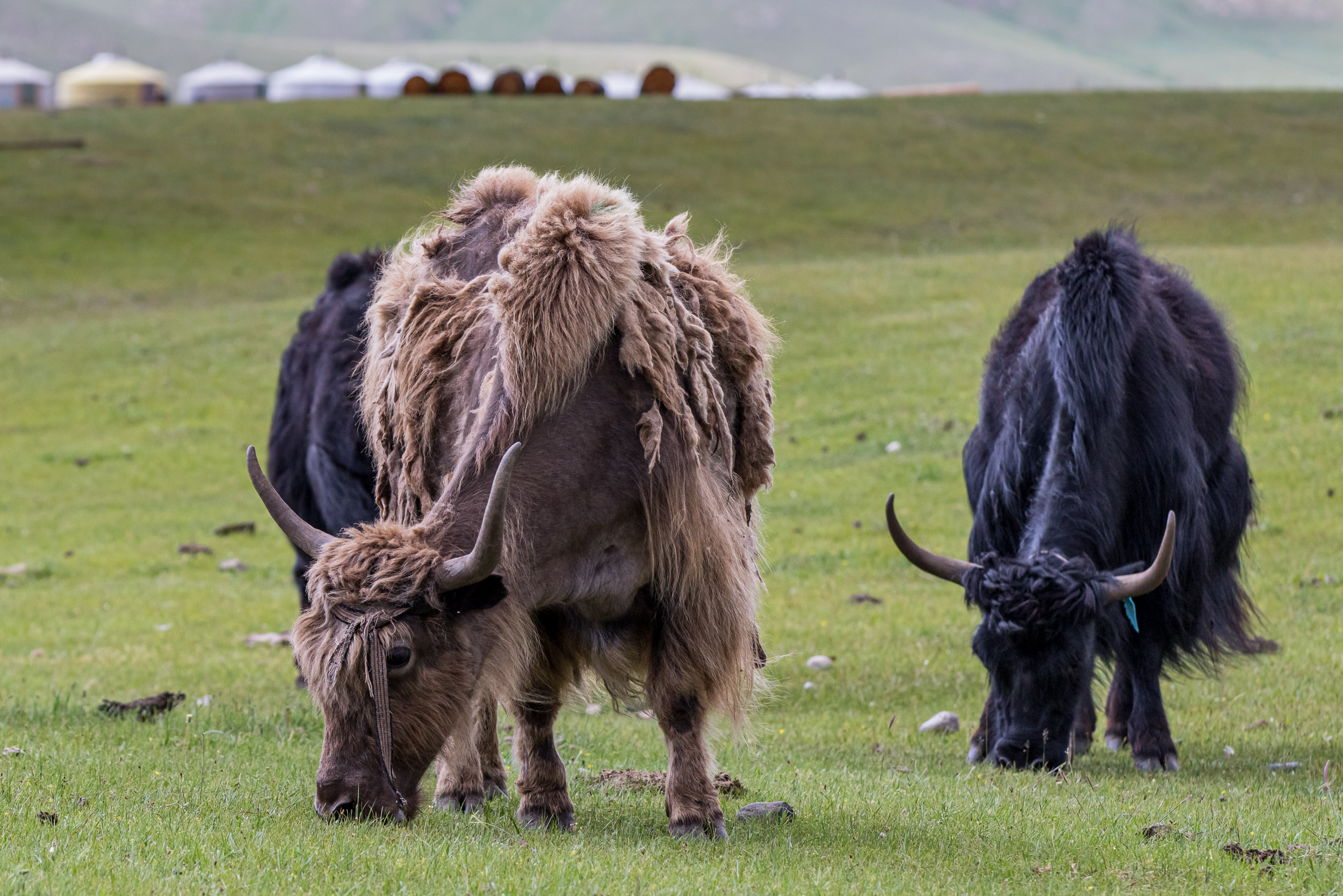 Mongolia, Orkhon Valley
