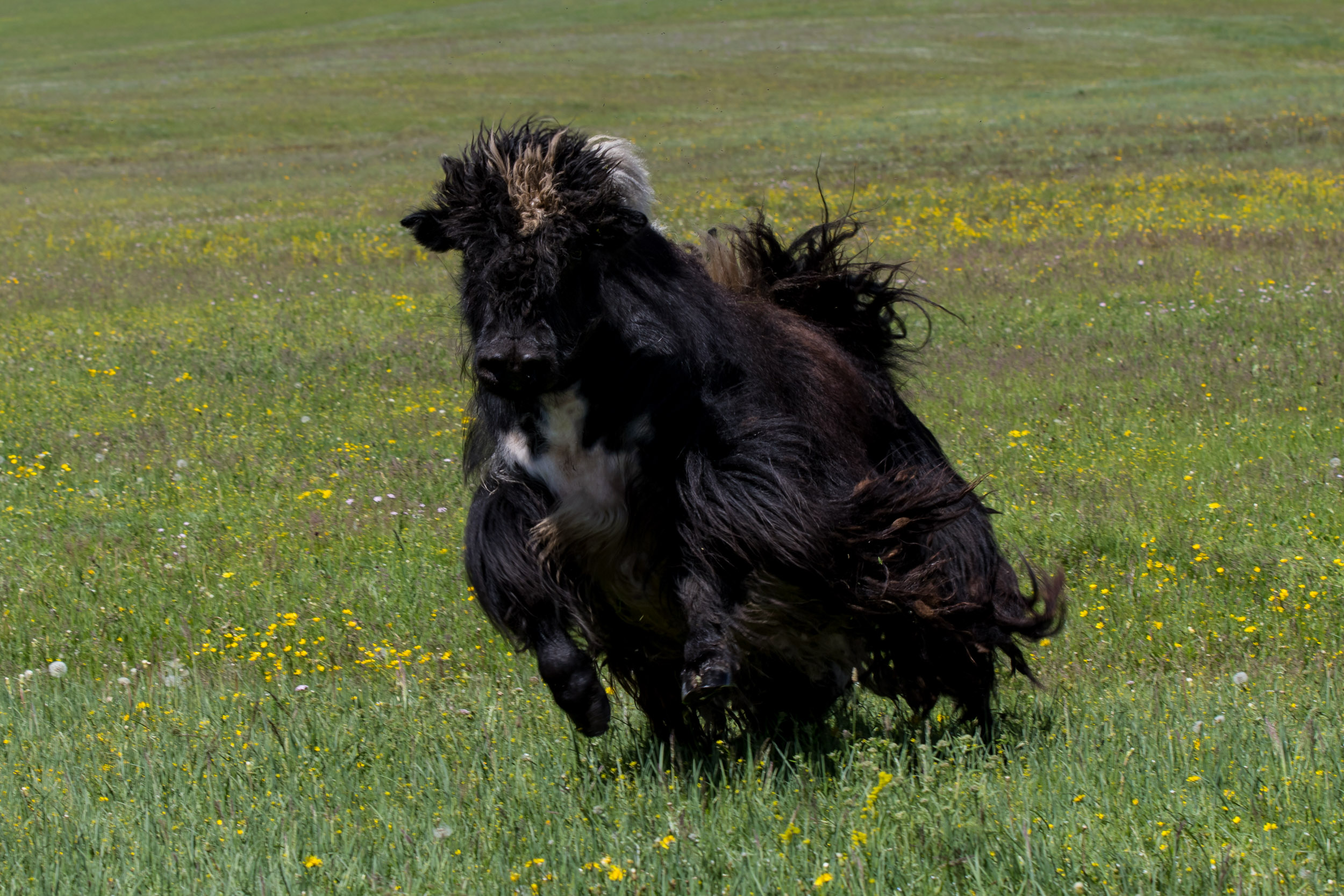 Mongolia, Orkhon Valley