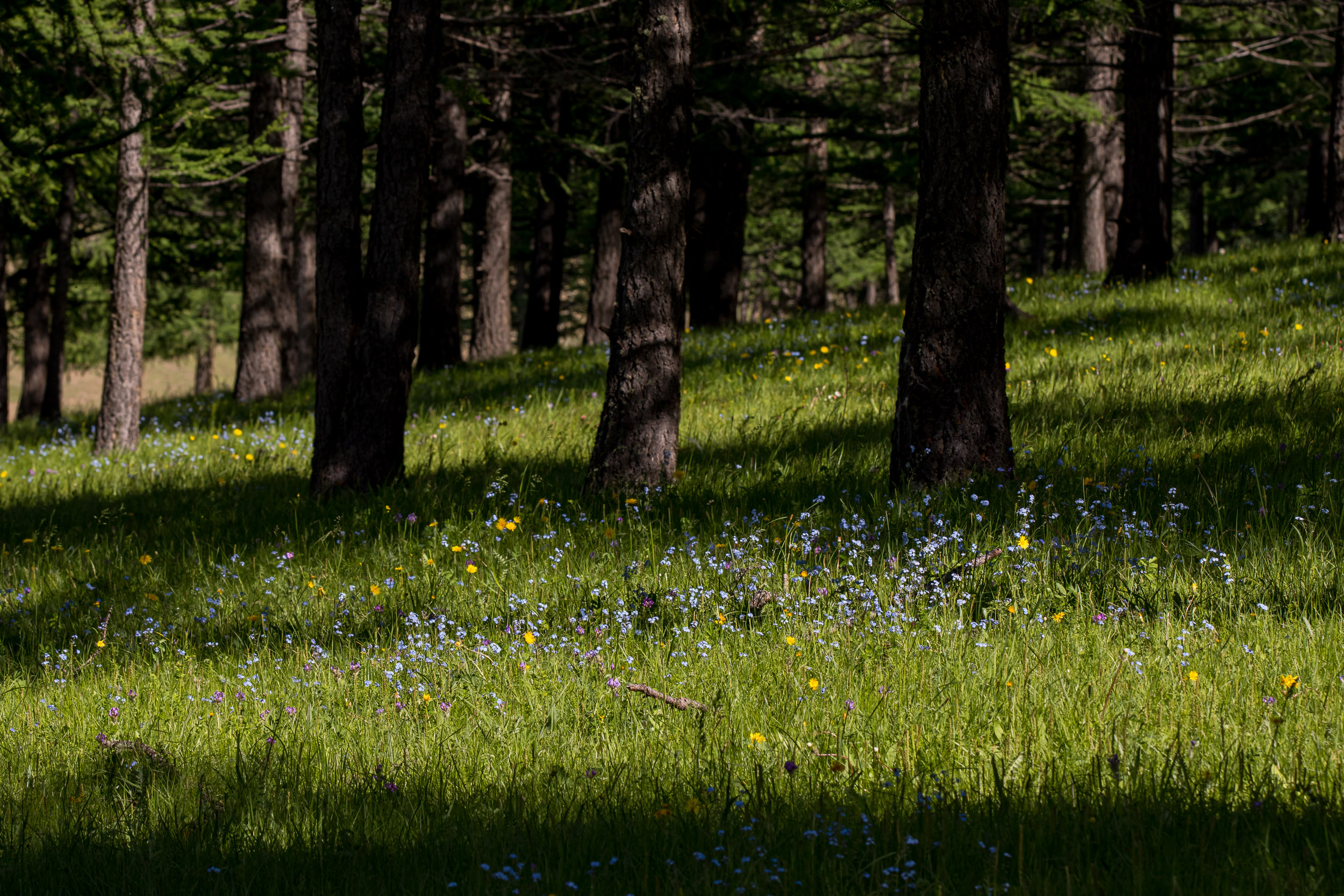 Mongolia, Orkhon Valley, Tsenkher