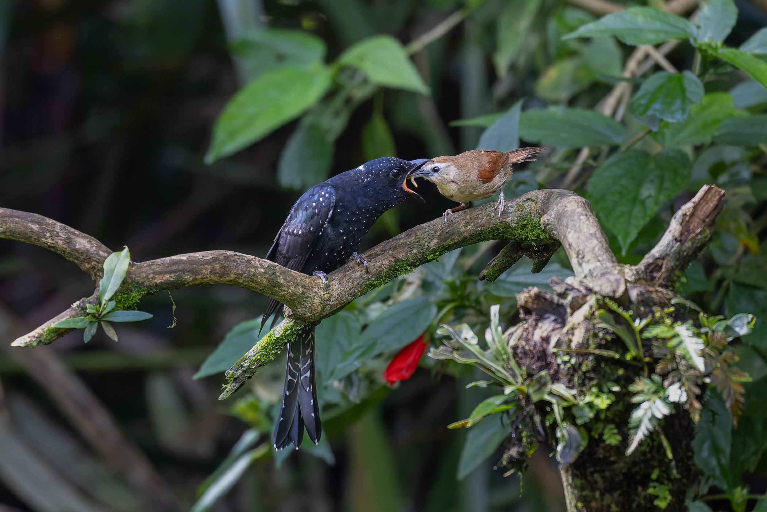 Bali, Bird, Highlights, Indonesia, Wildlife, belatungan